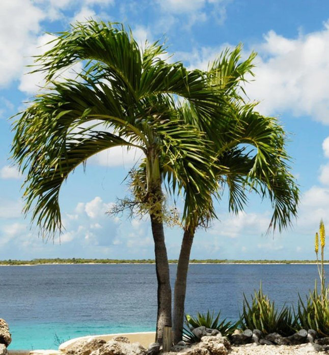 Adonidia (Christmas Palm, Adonidia merrillii) – 15–25 ft