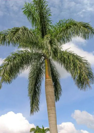 Royal Palm (Roystonea regia) – 50–80 ft