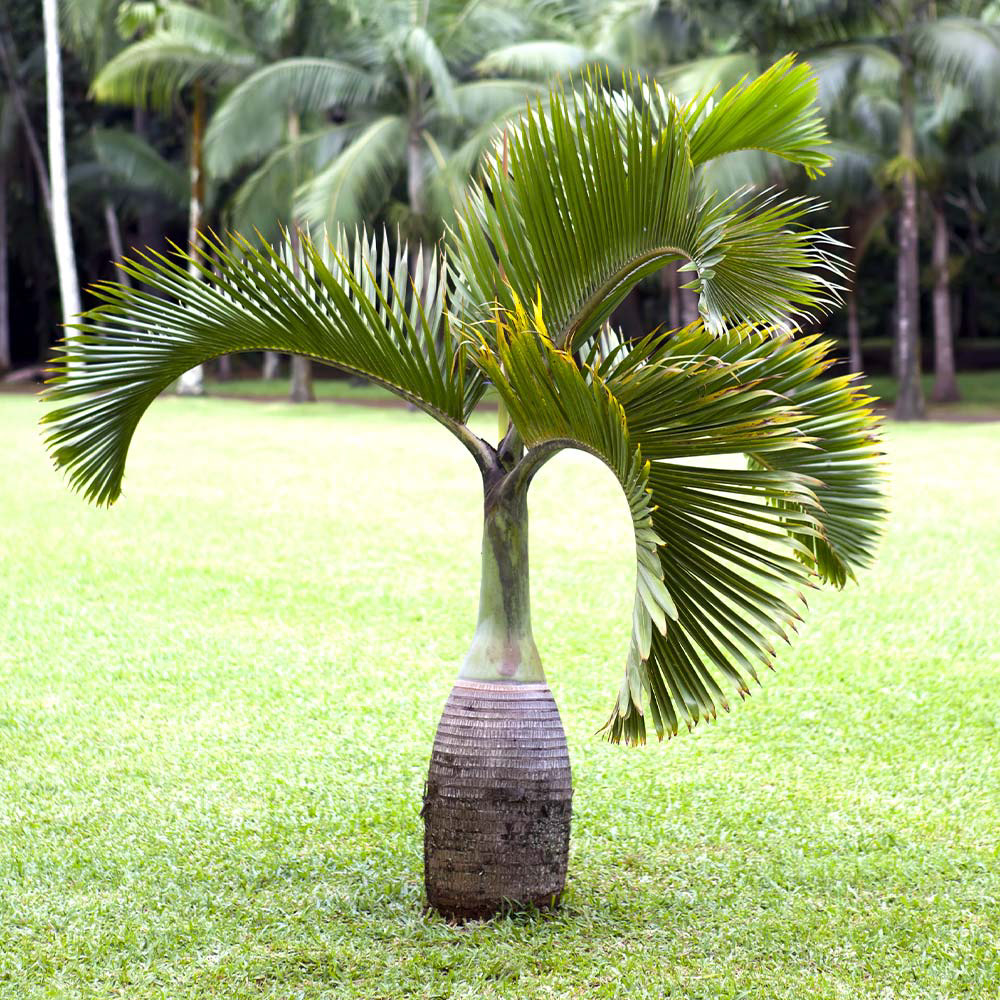 Bottle Palm (Hyophorbe lagenicaulis) – 8–12 ft