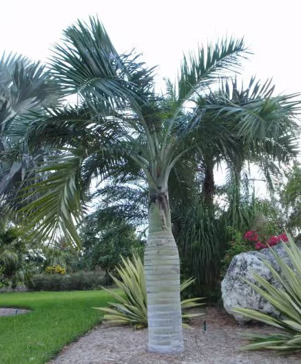 Buccaneer Palm (Pseudophoenix sargentii) – 10–20 ft