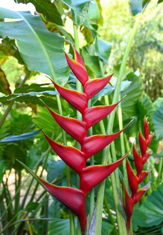 Heliconia caribaea