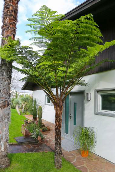 Australian Tree Fern (Cyathea cooperi) – 10–15 ft