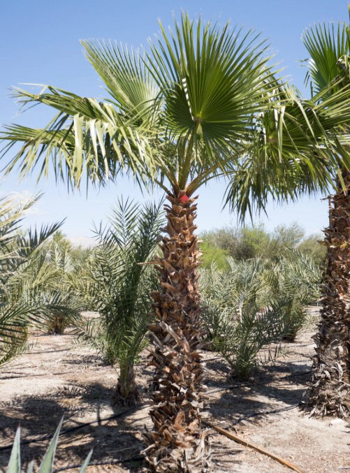 Mexican Fan Palm (Washingtonia robusta) – 60–80 ft