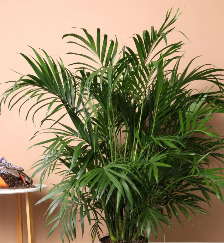 Cat Palm (Chamaedorea cataractarum) – 6–8 ft
