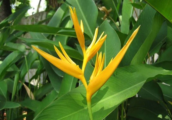 Heliconia psittacorum ‘Golden Torch’ (Parrot’s Beak)