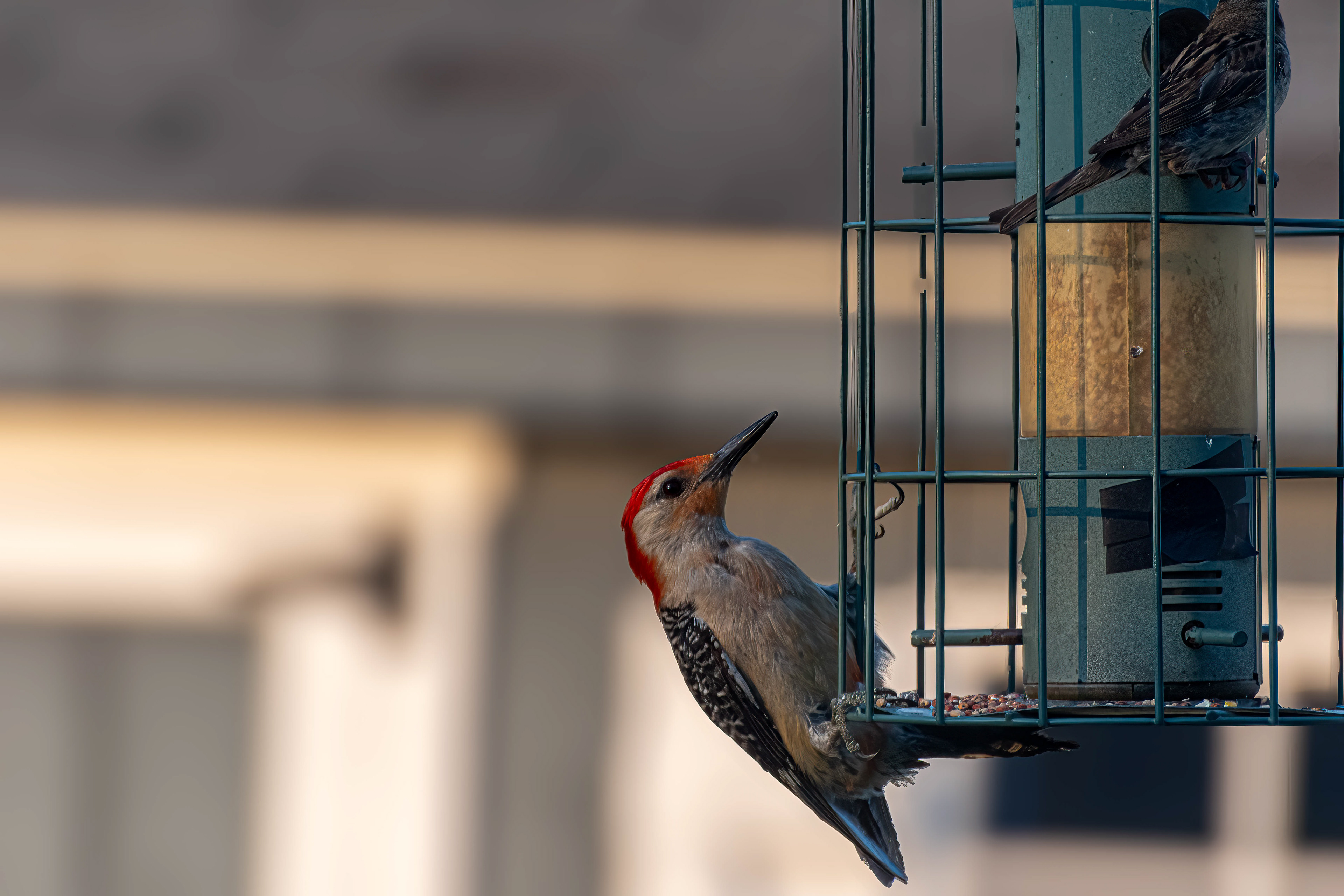 Male Red-Bellied Woodpecker Collecting Food