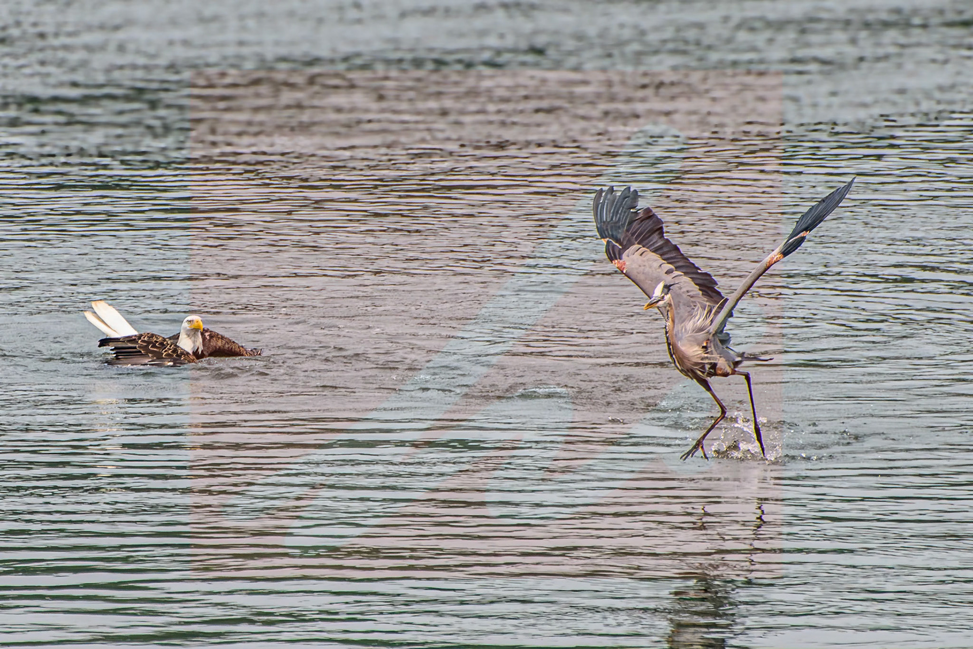 Bald Eagle, Gray Blue Heron