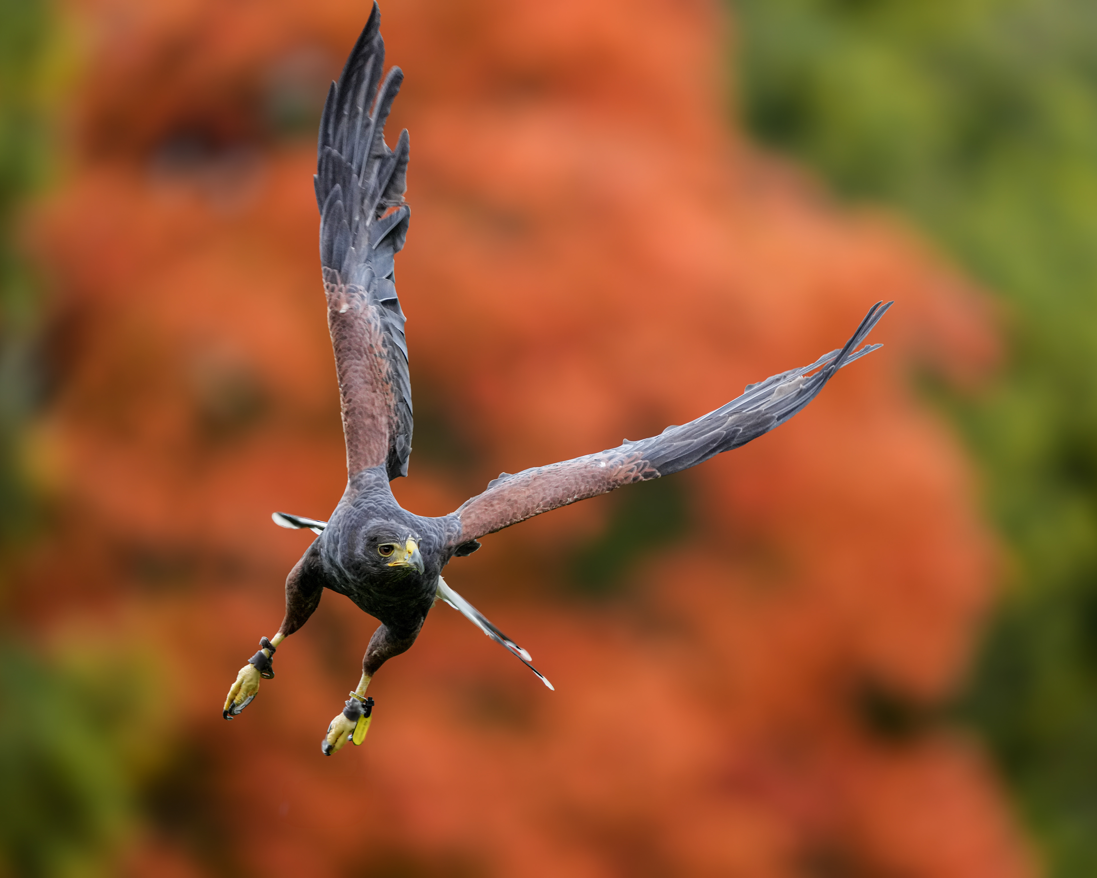 Harris's Hawk