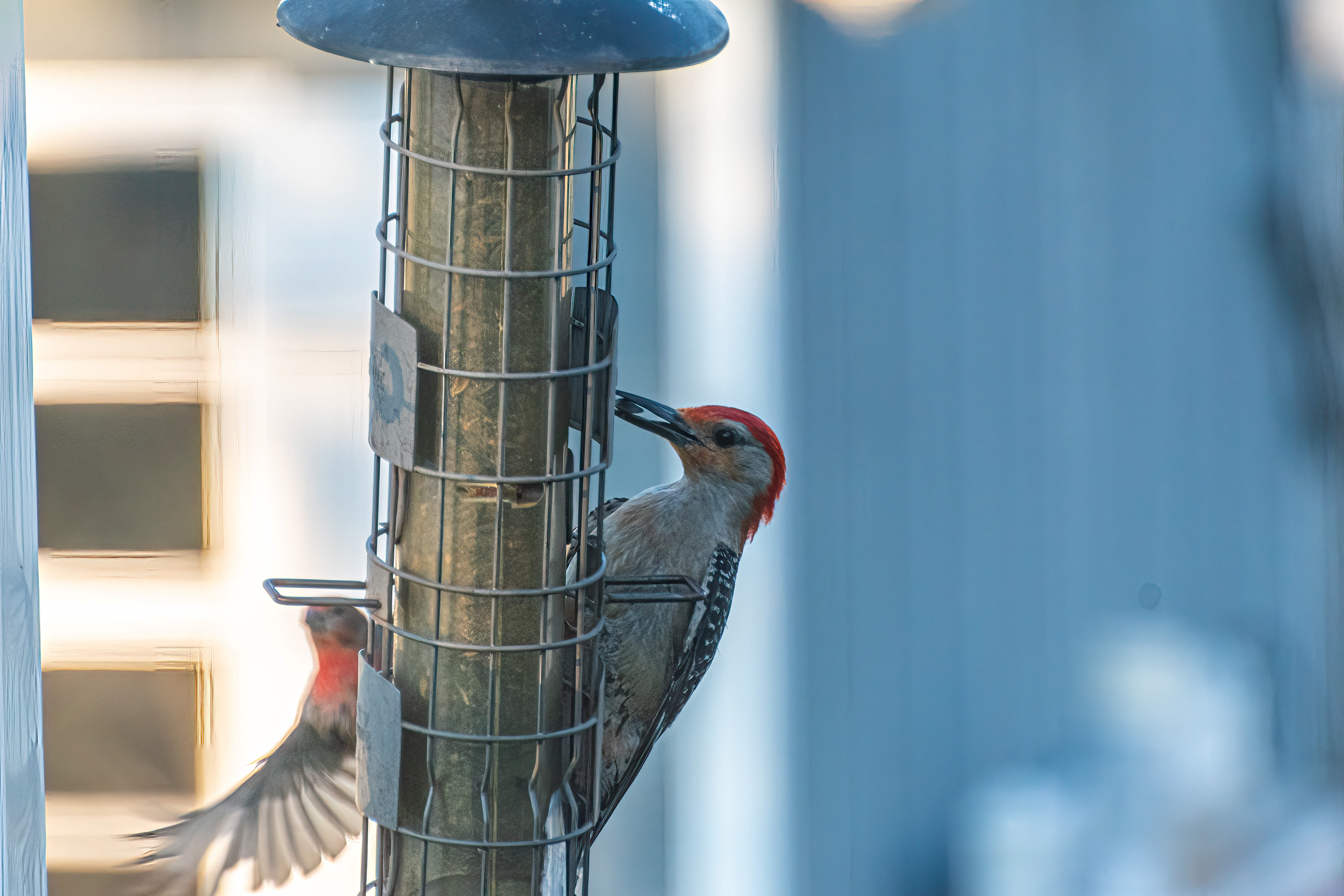 Male Red-Bellied Woodpecker Collecting Food