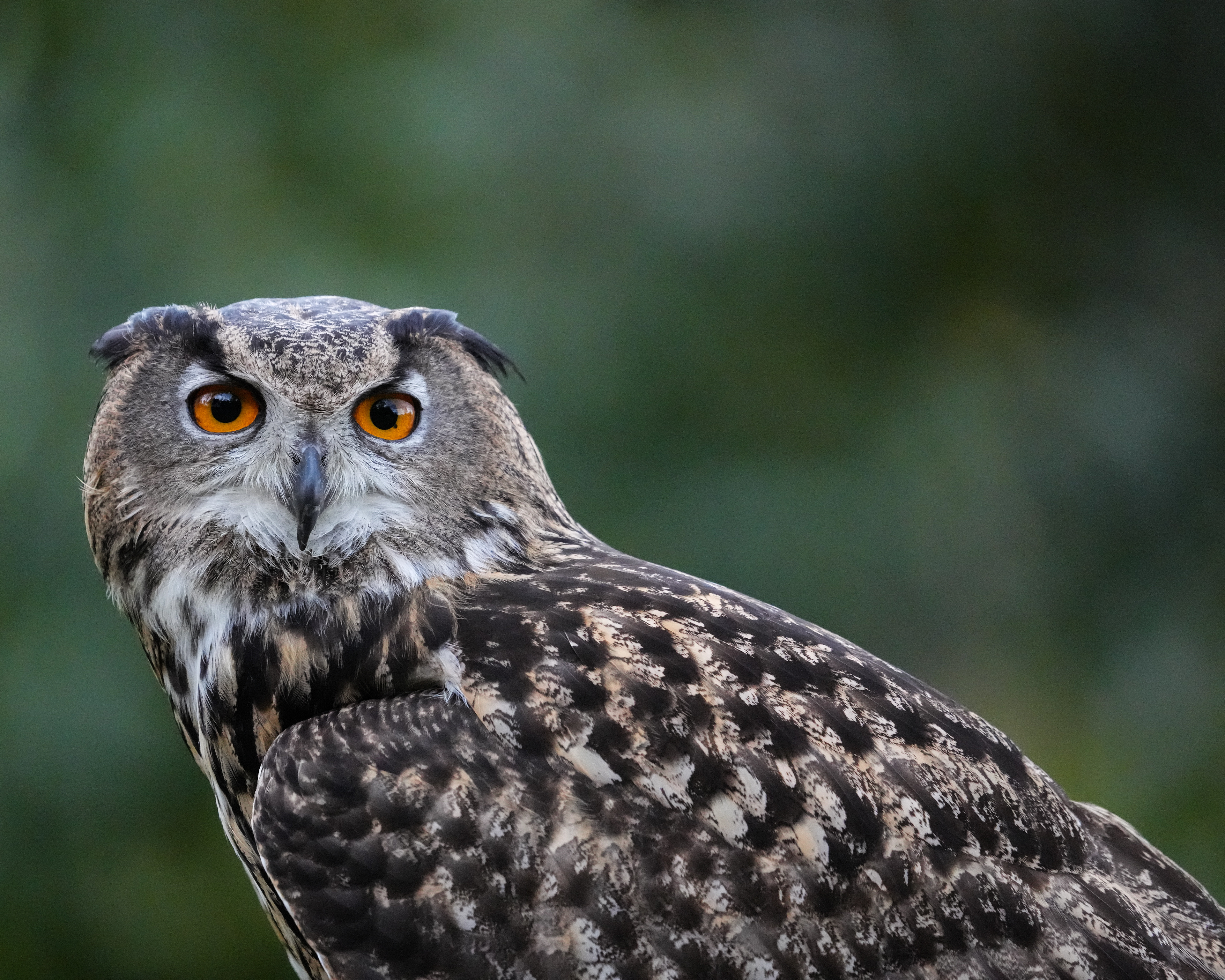 Eurasian Eagle-Owl