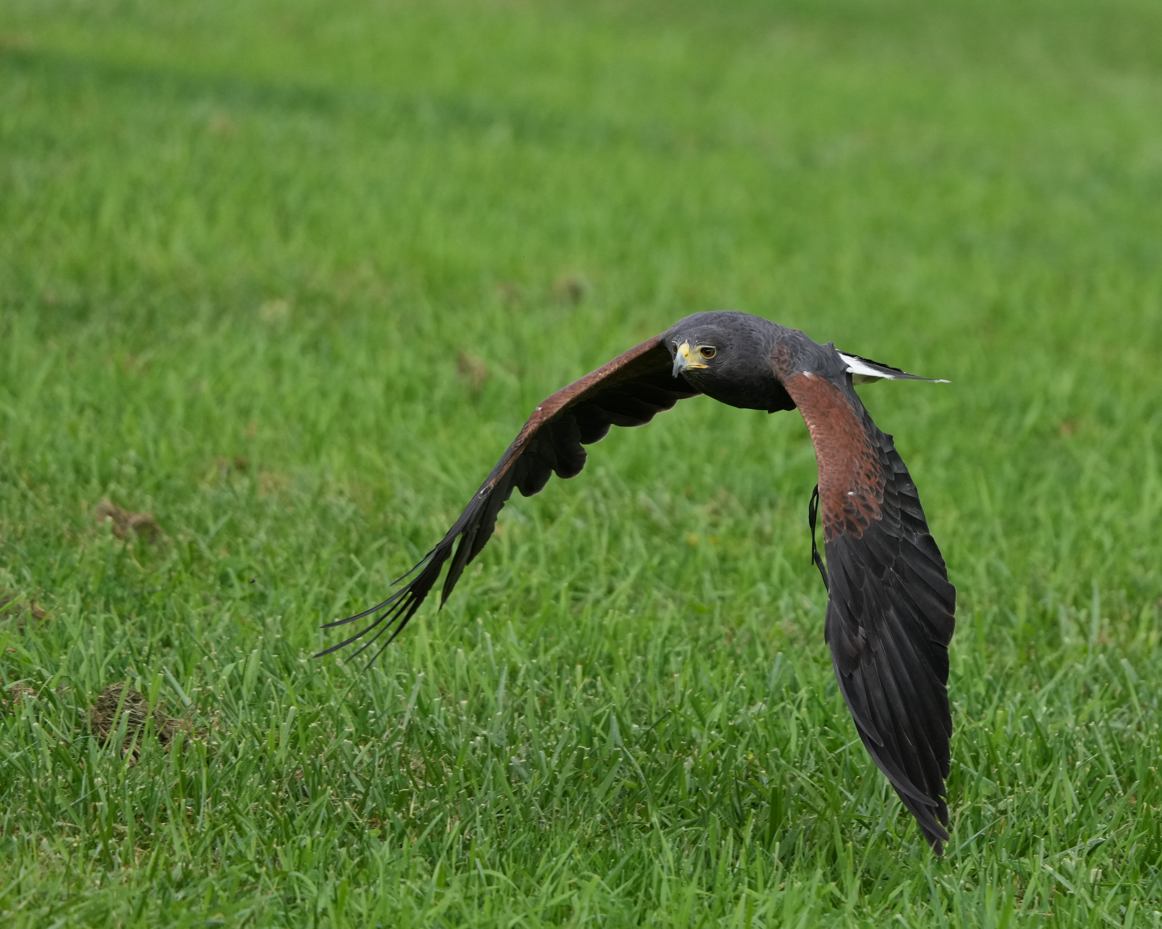 Harris's Hawk