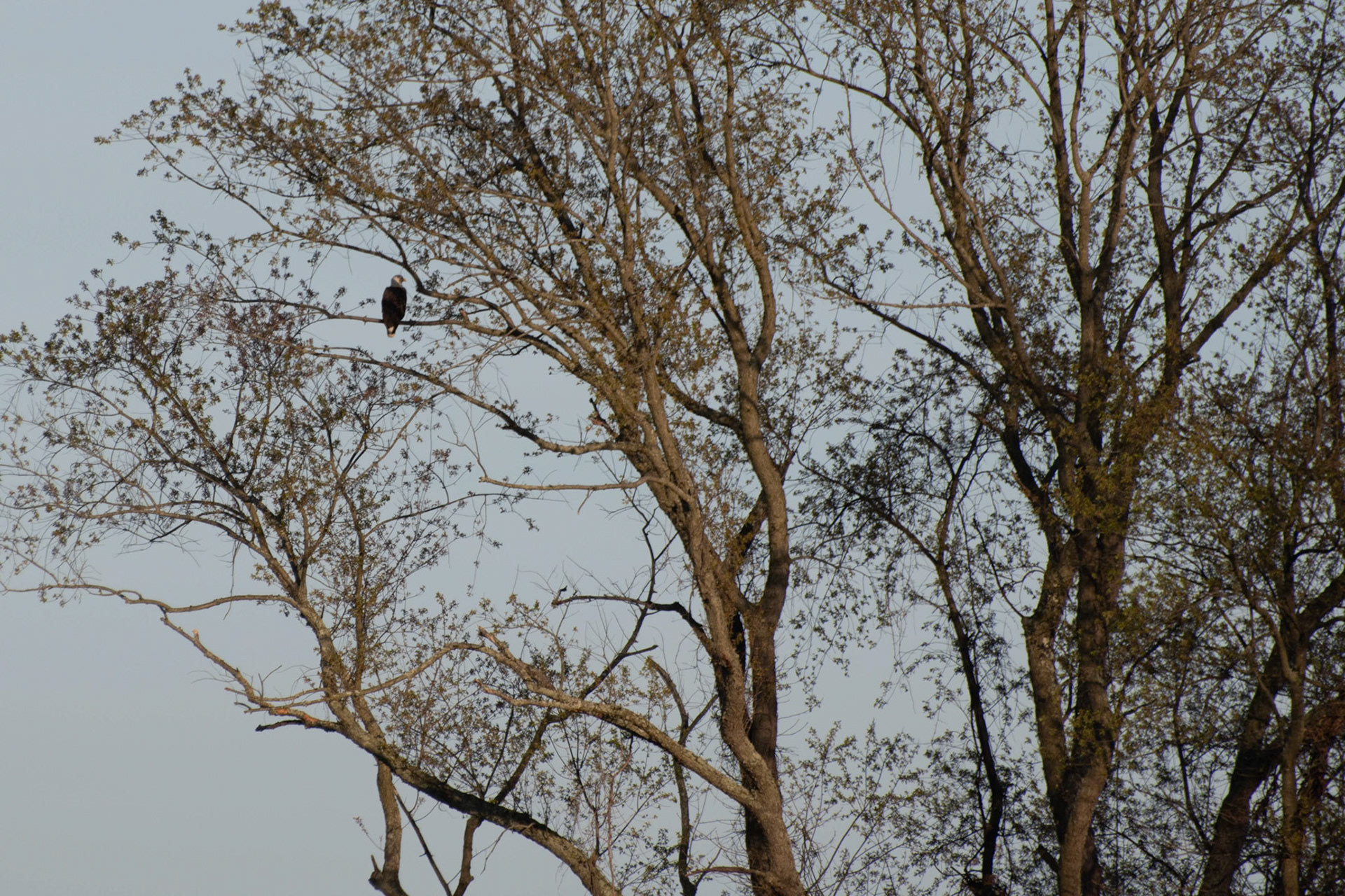 Male Bald Eagle wacthing is nest