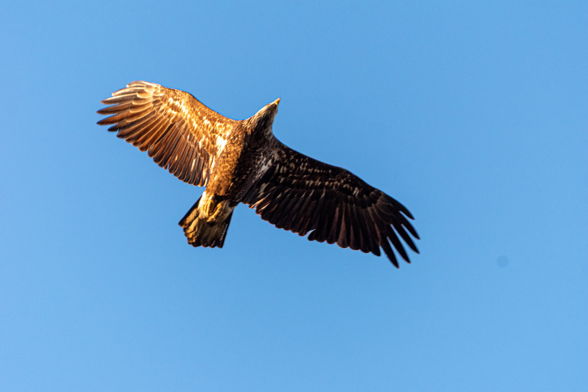 Juvenile Bald Eagle 