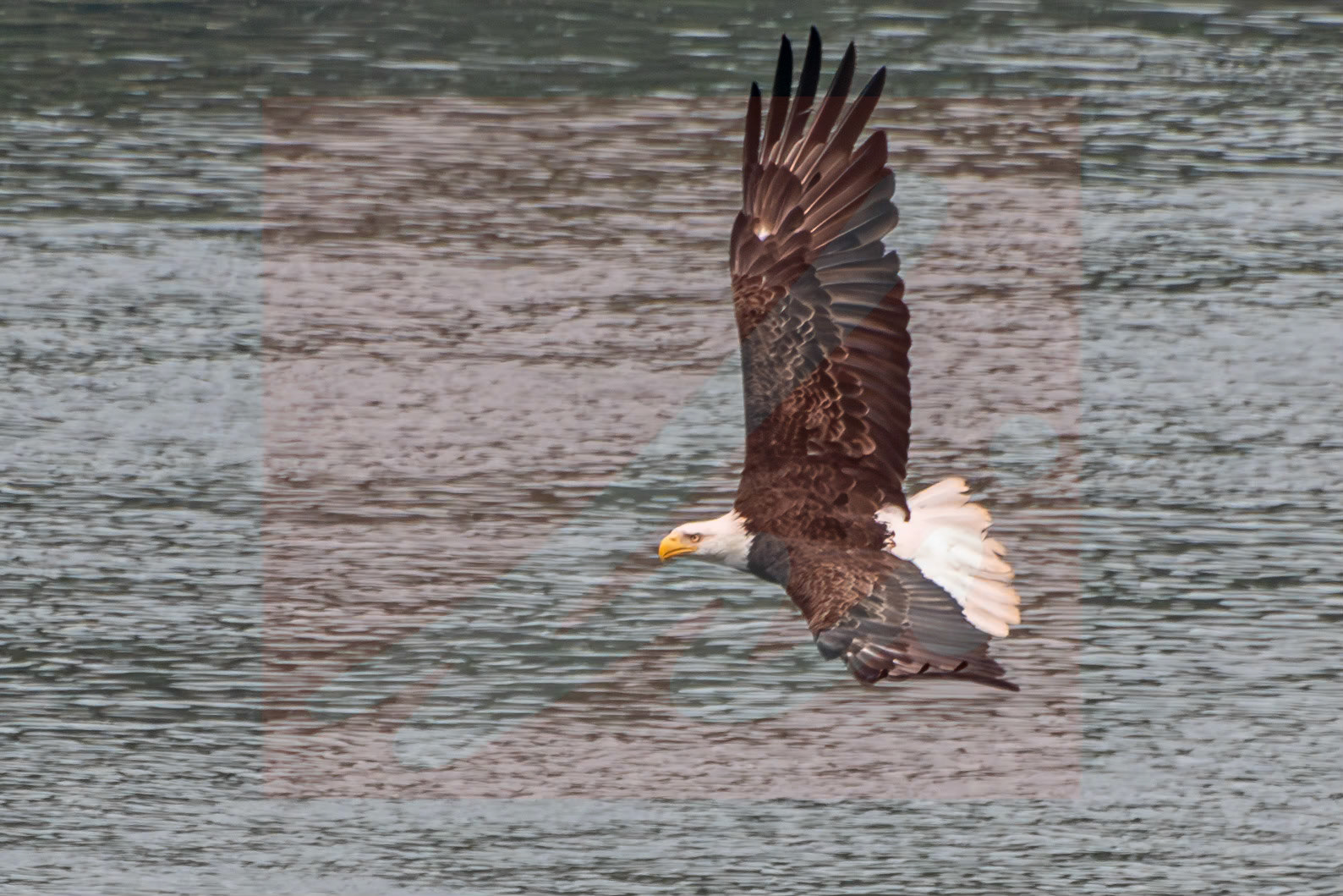 Bald Eagle
