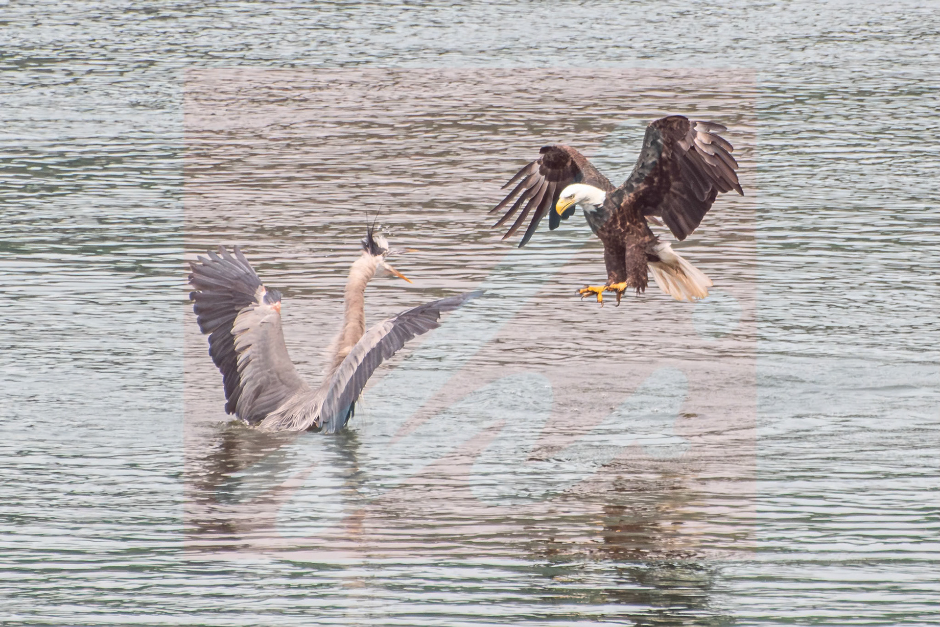 Bald Eagle, Gray Blue Heron