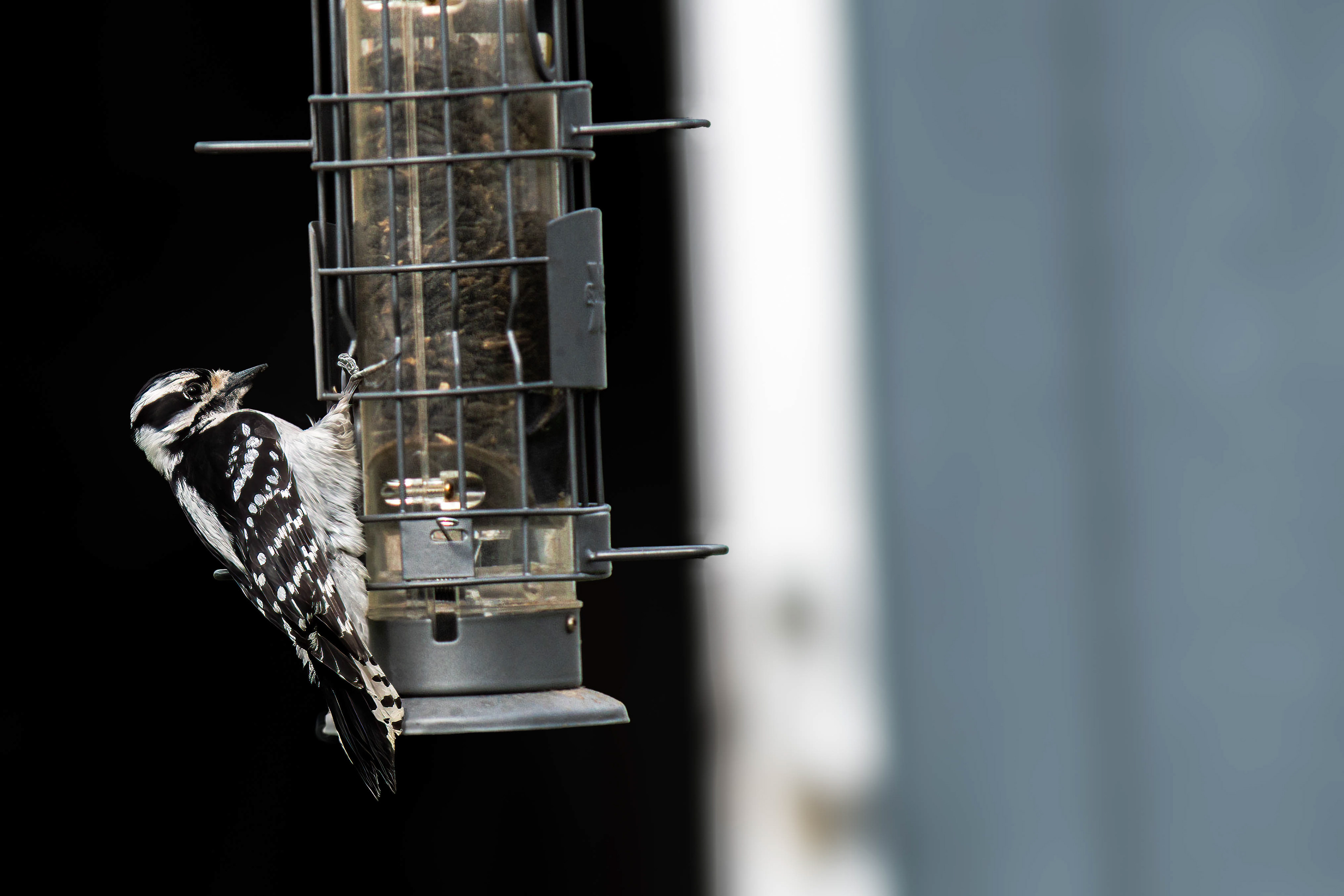 Downy Woodpecker