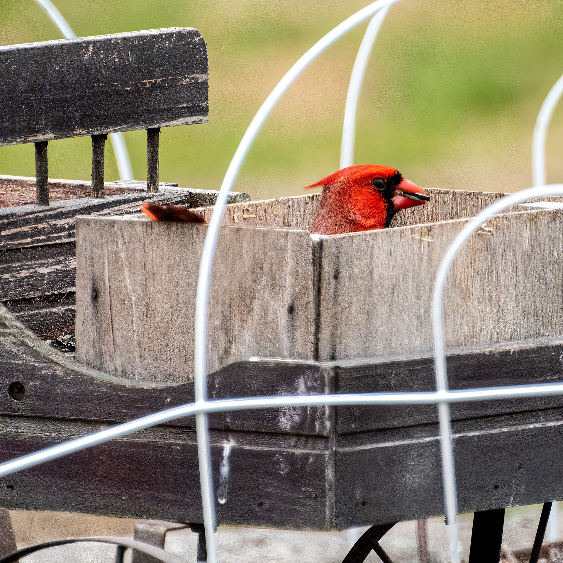 Peaking Cardinal