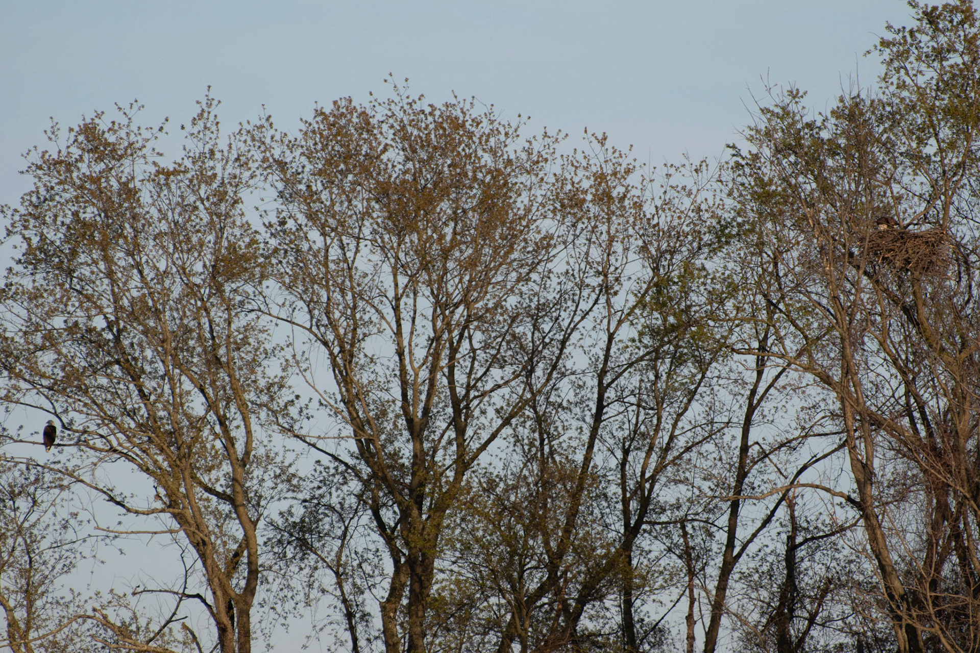 Male and Female Eagle