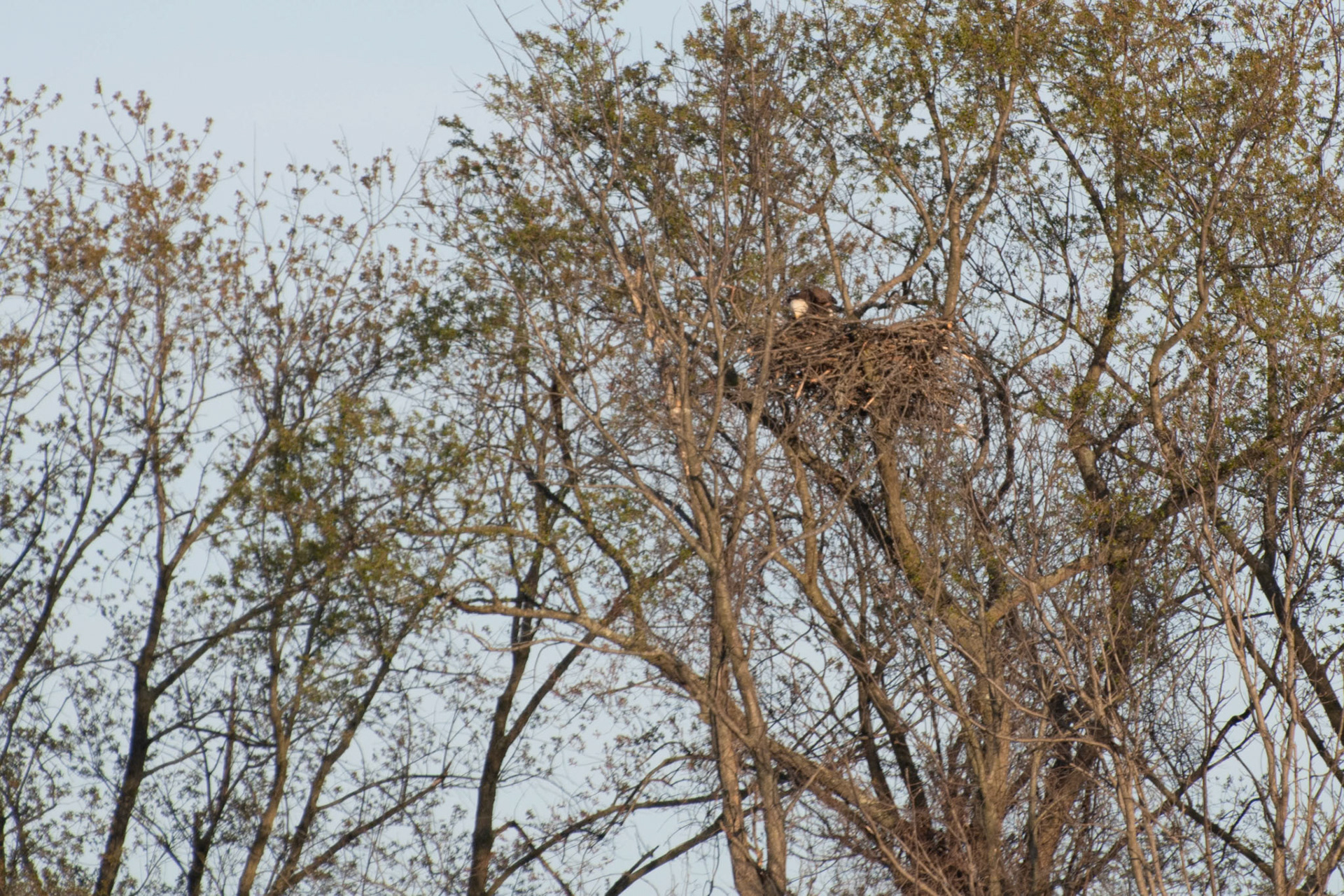 Female Eagle taking care of the nest