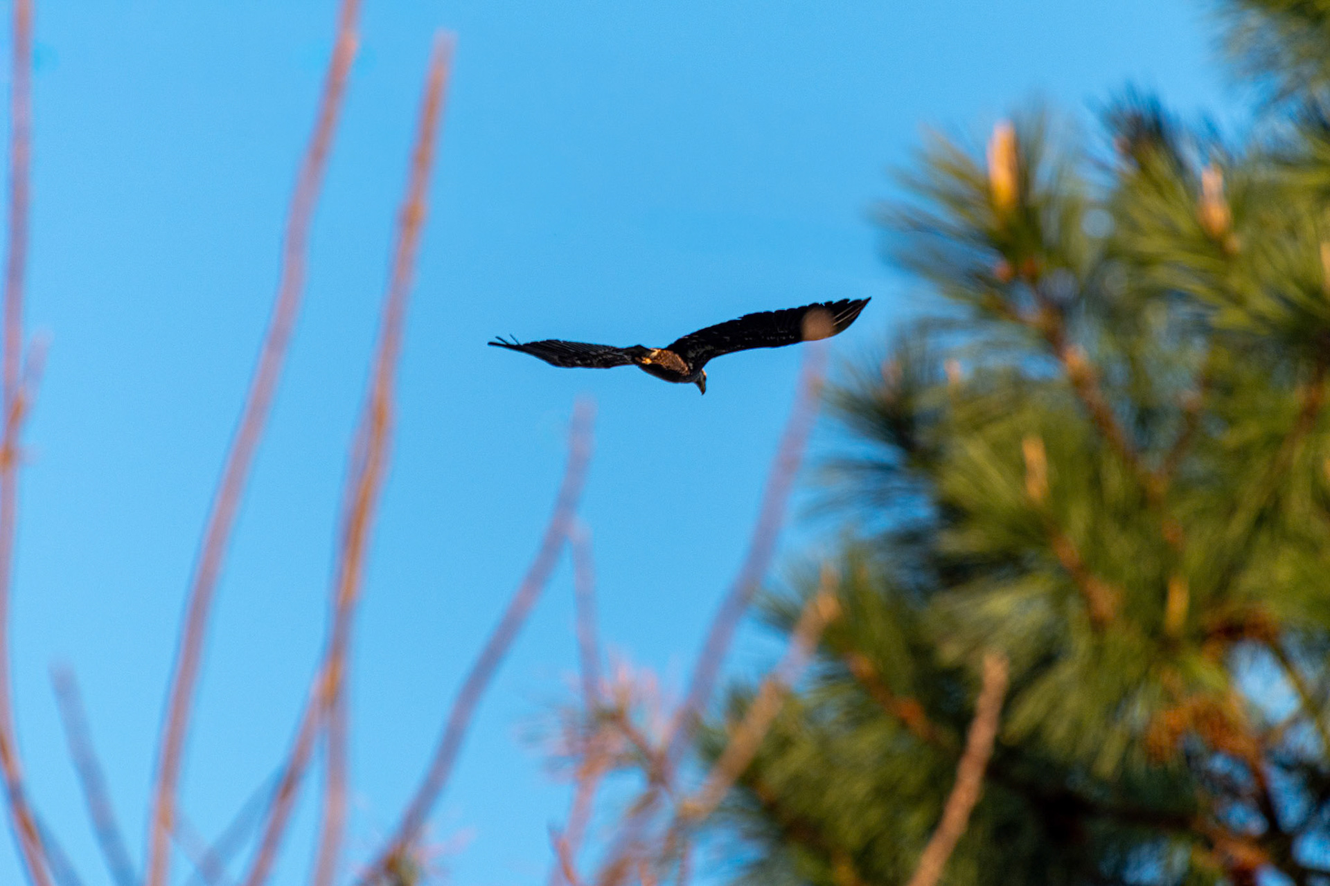 Juvenile Bald Eagle 