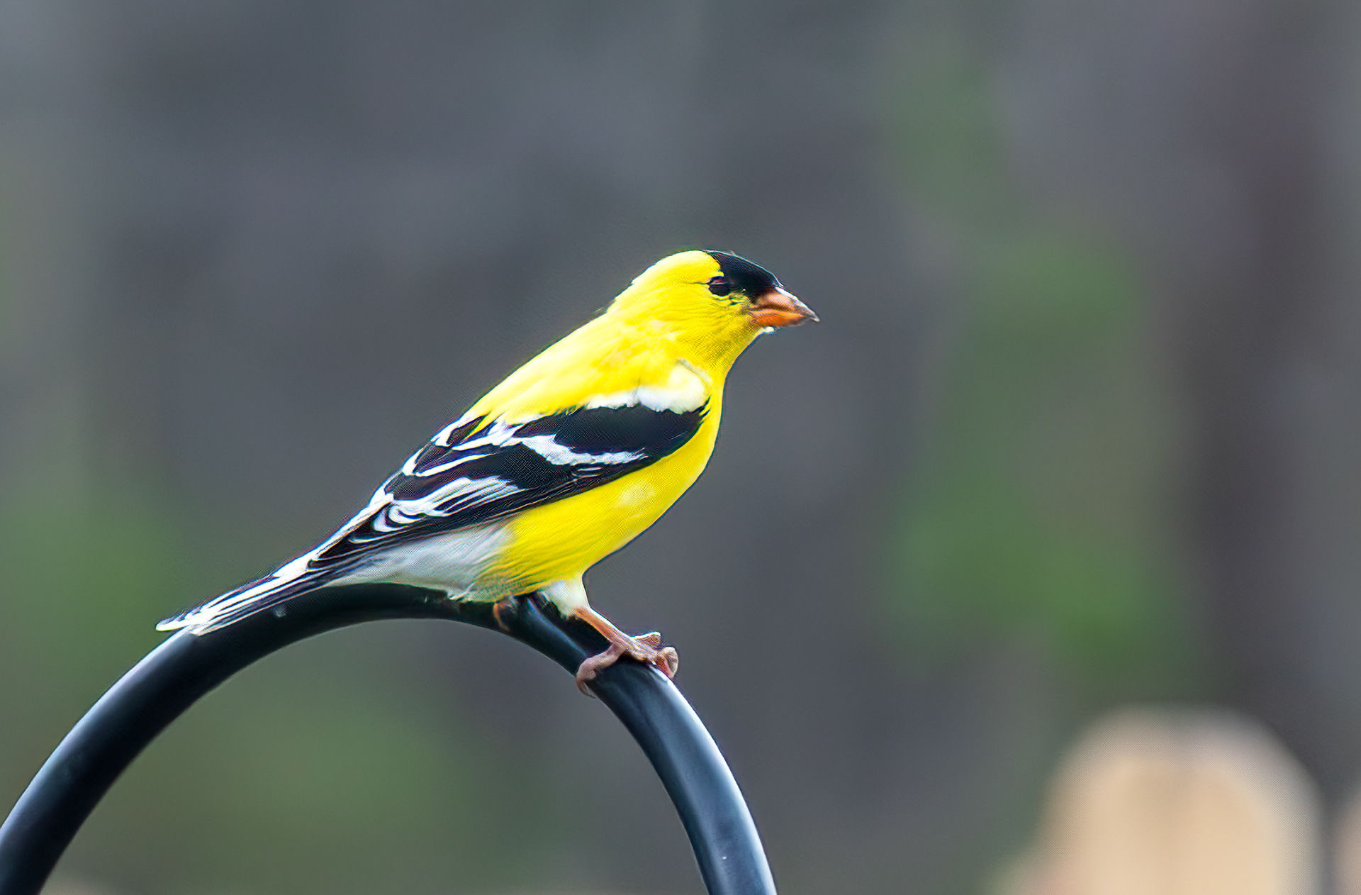 Eastern Goldfinch