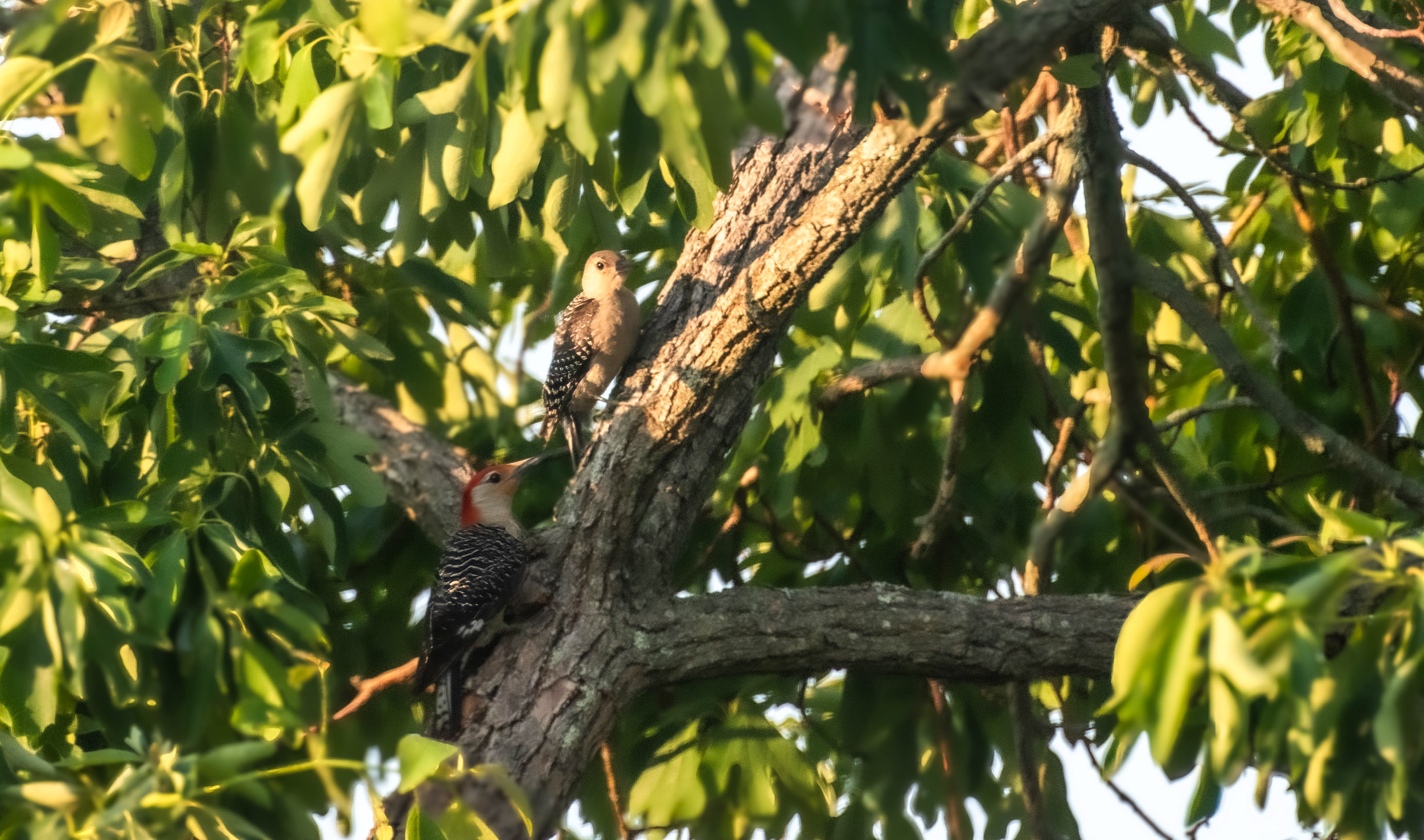 Male Red-Bellied Woodpecker Feeding Fledgling
