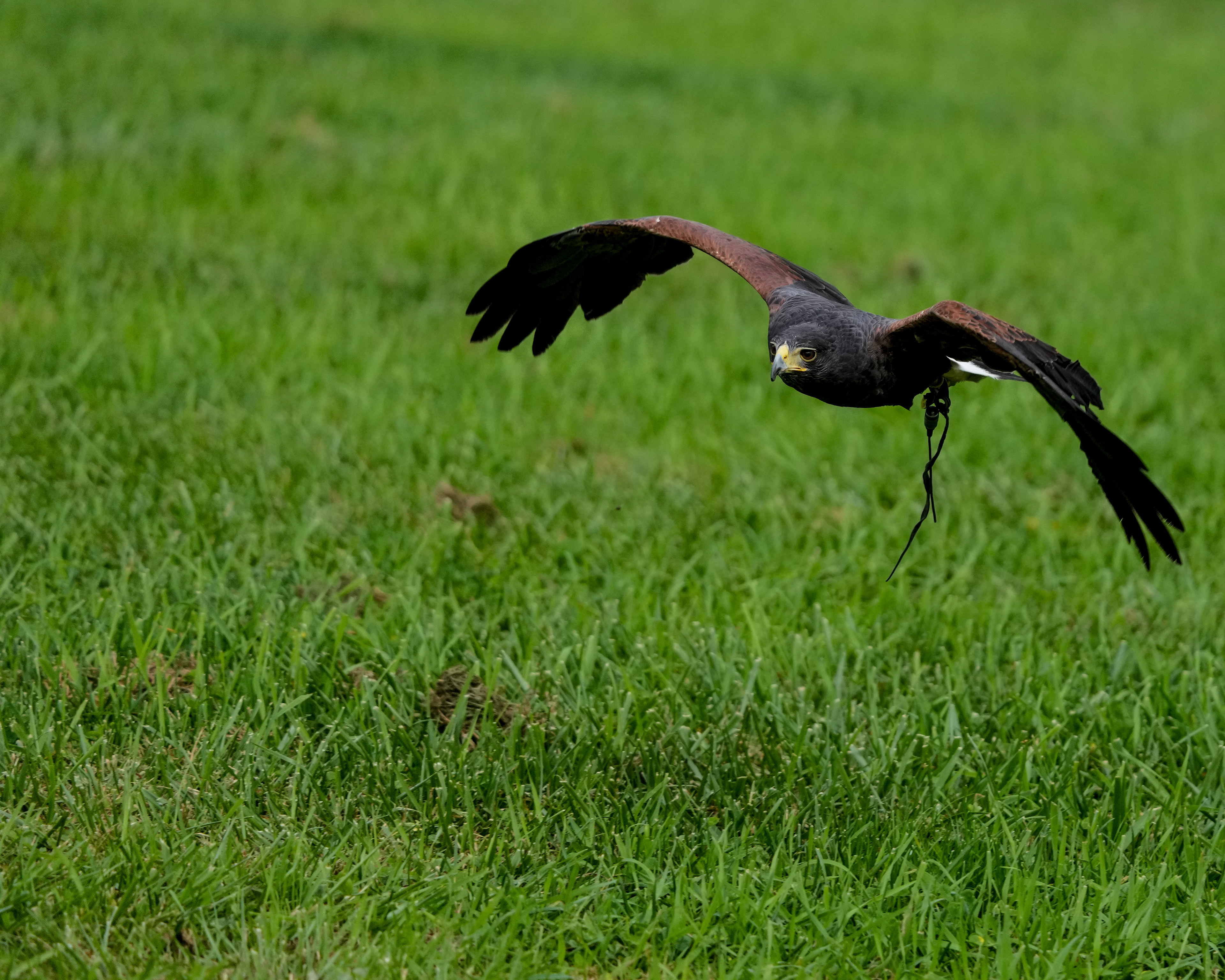 Harris's Hawk