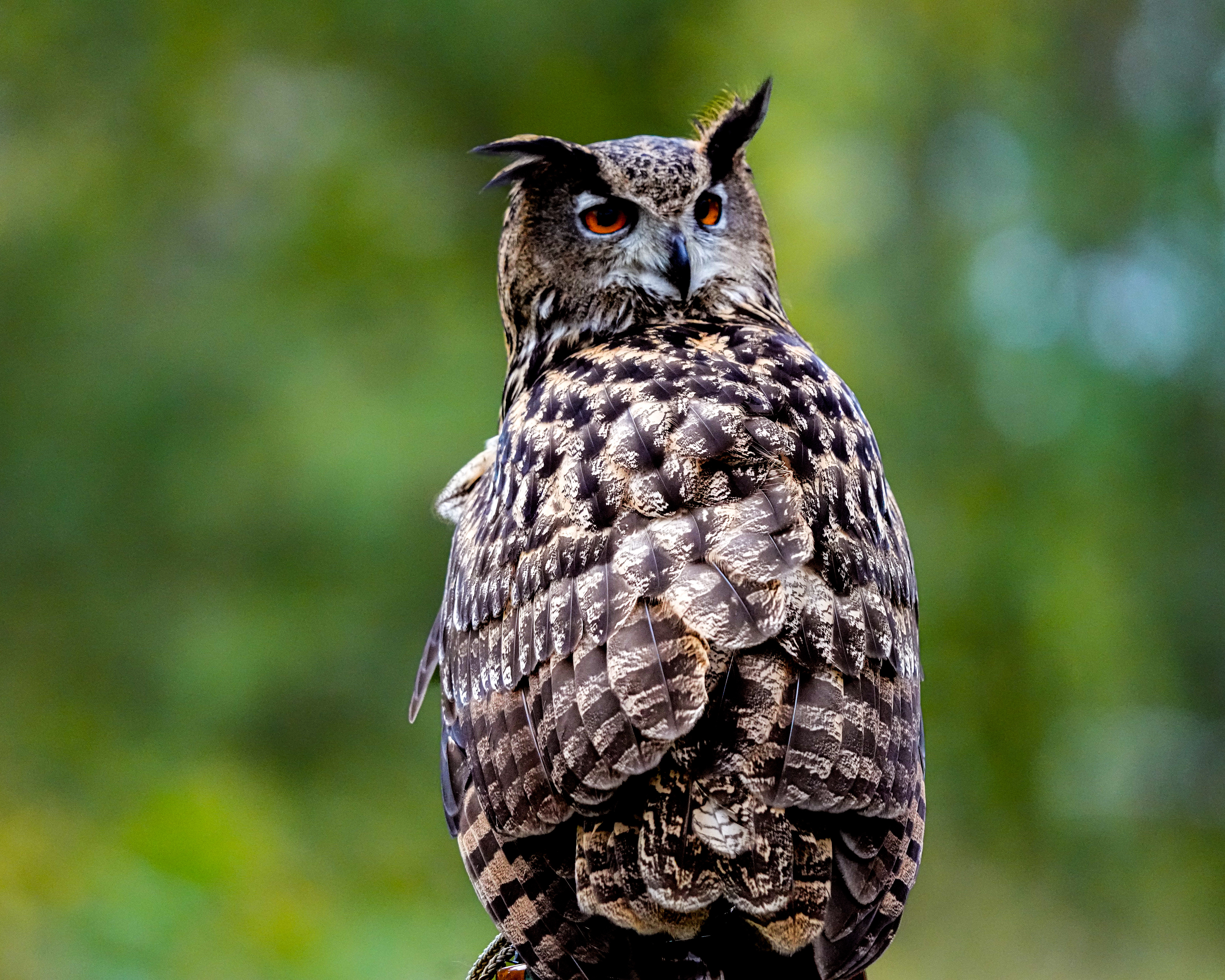Eurasian Eagle-Owl
