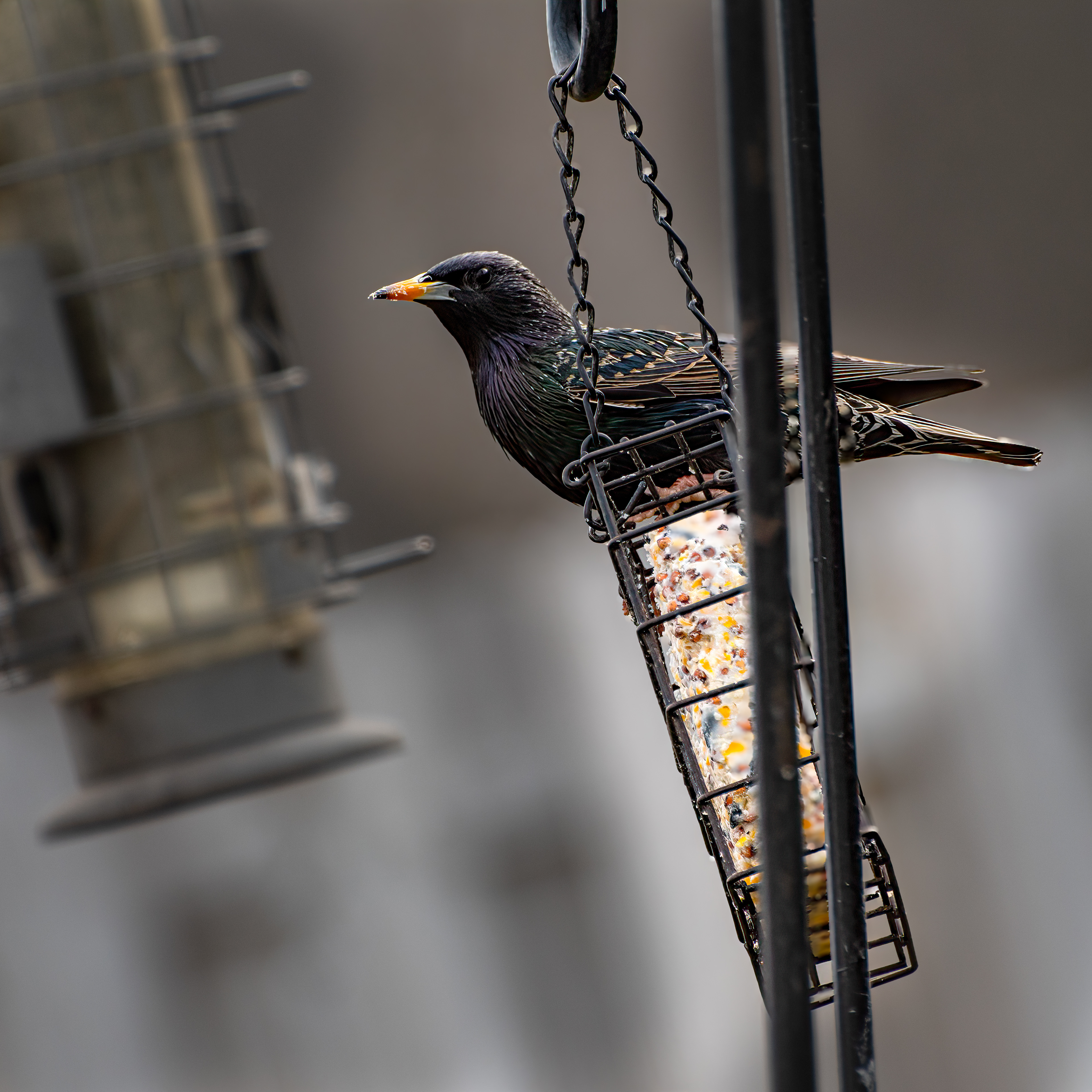 Starling
