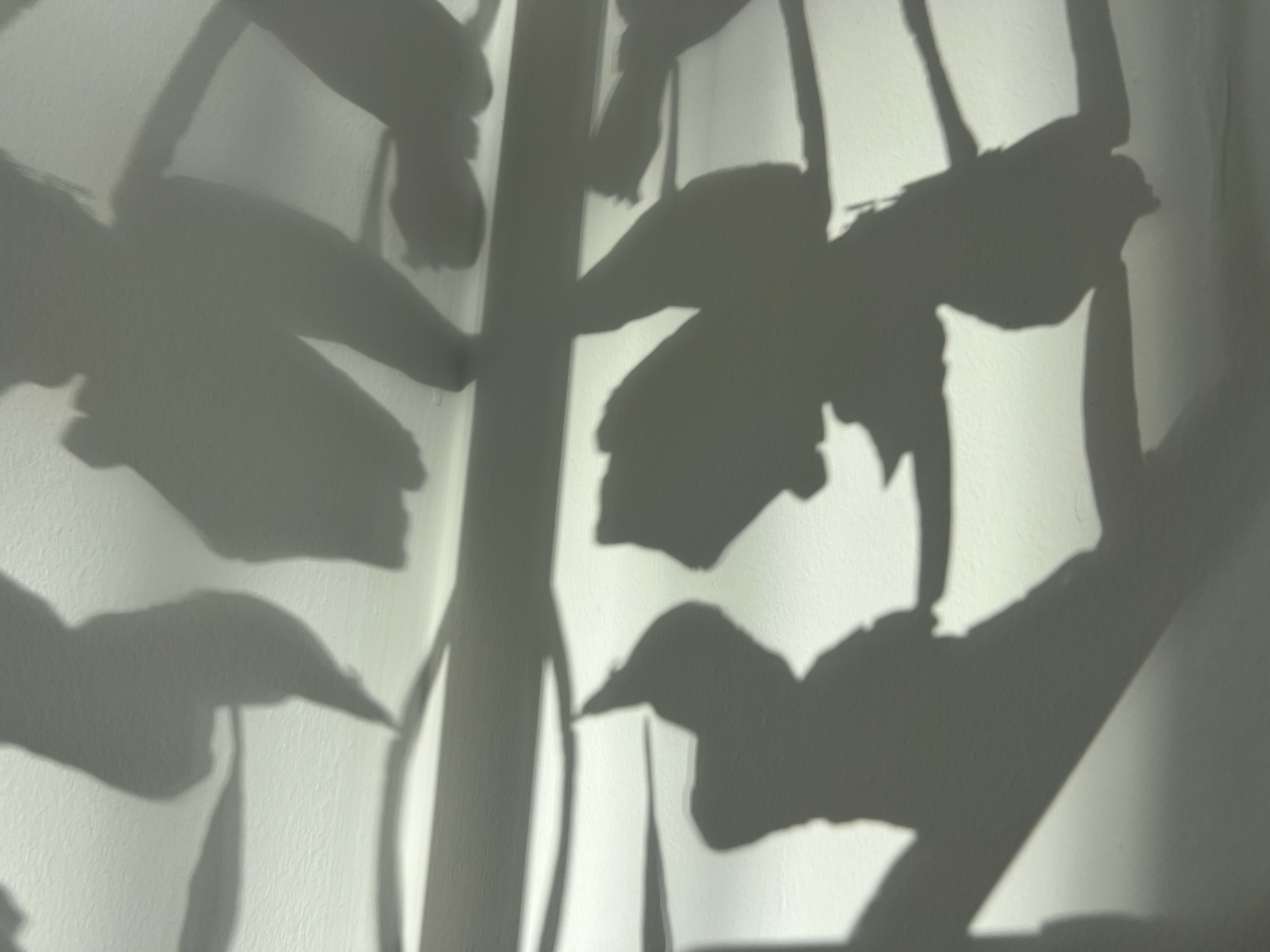 Sunlight shadows of Initial Iteration of Trellis