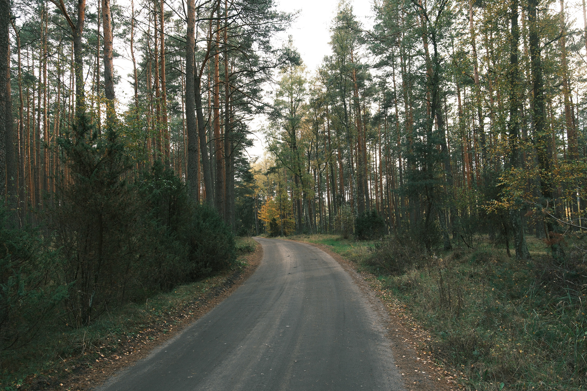 Ocypel Jesień 2024
