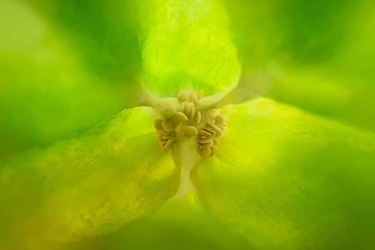 INSIDE FOOD - GREEN PEPPER