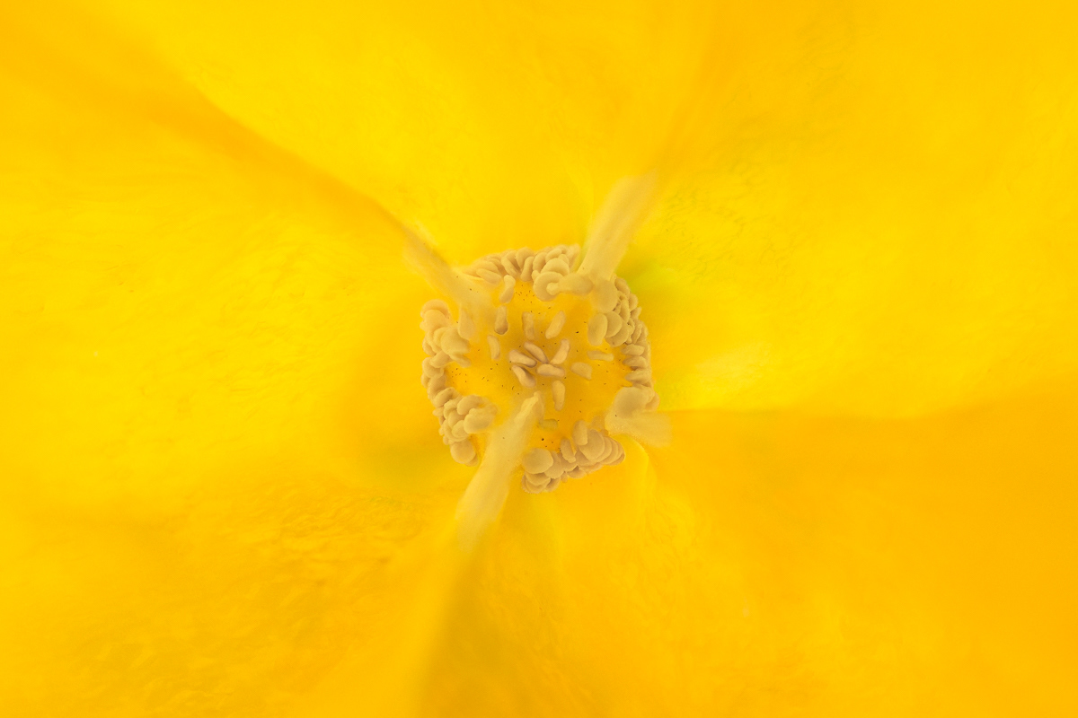 INSIDE FOOD - YELLOW PEPPER