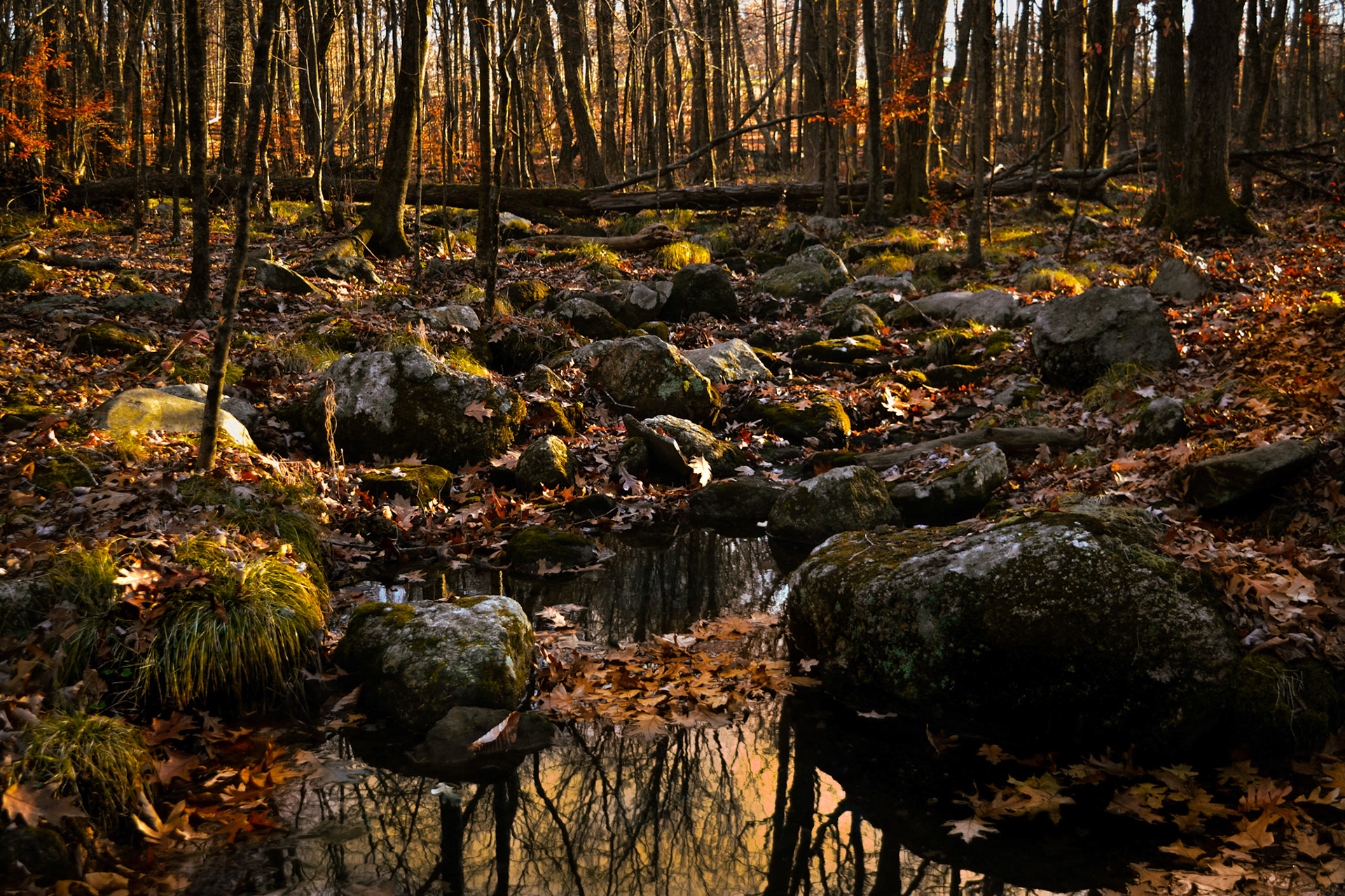 Babbling Brook, Fall 2020.