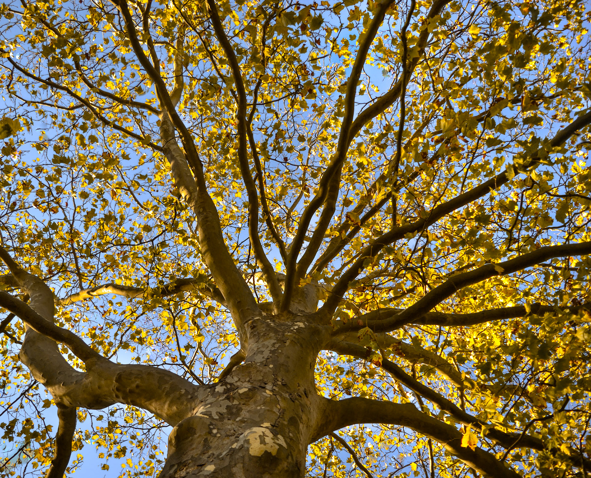 Abstract Views, October 2020.
