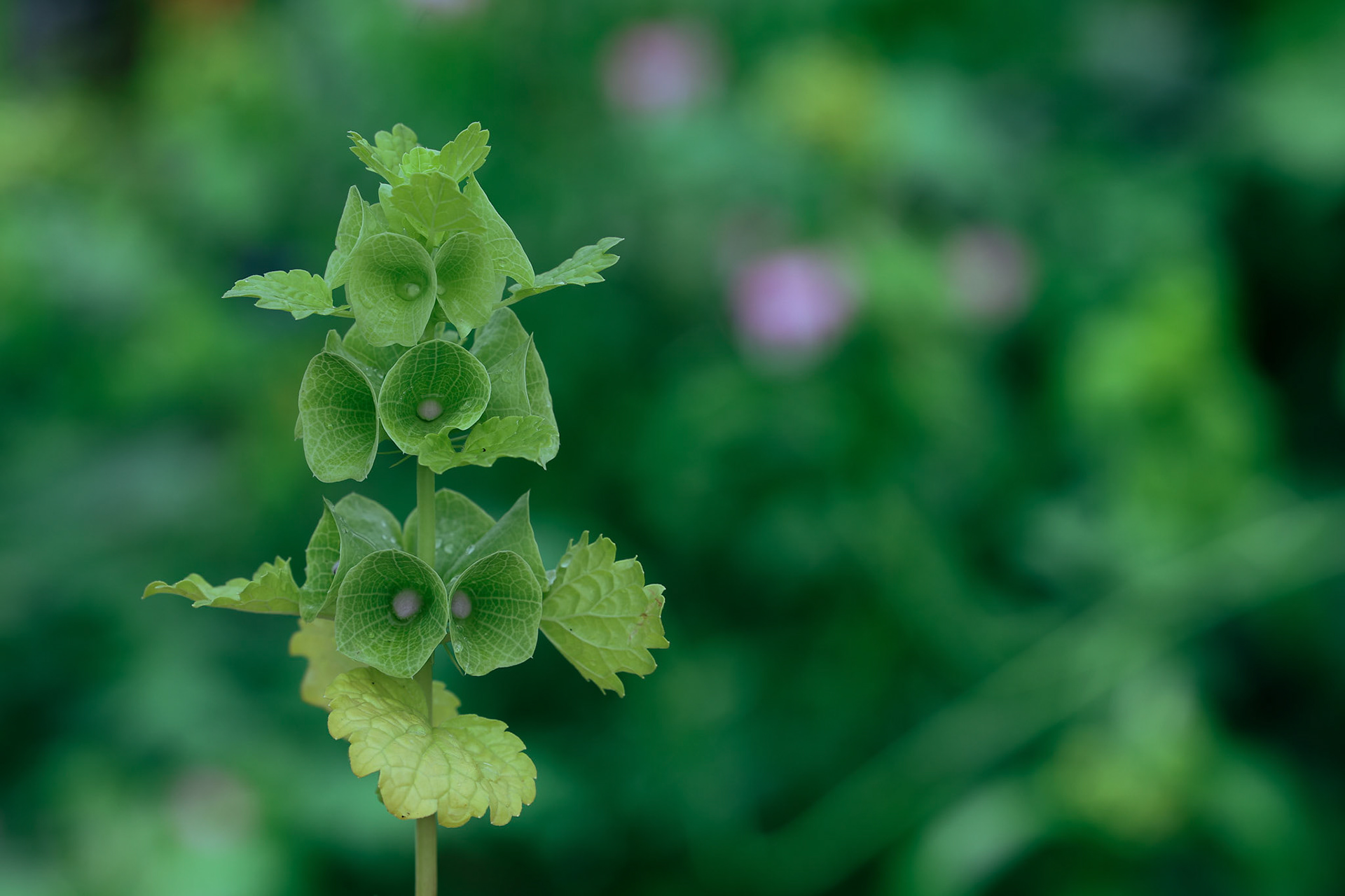 Blooming Bells, June 2023.