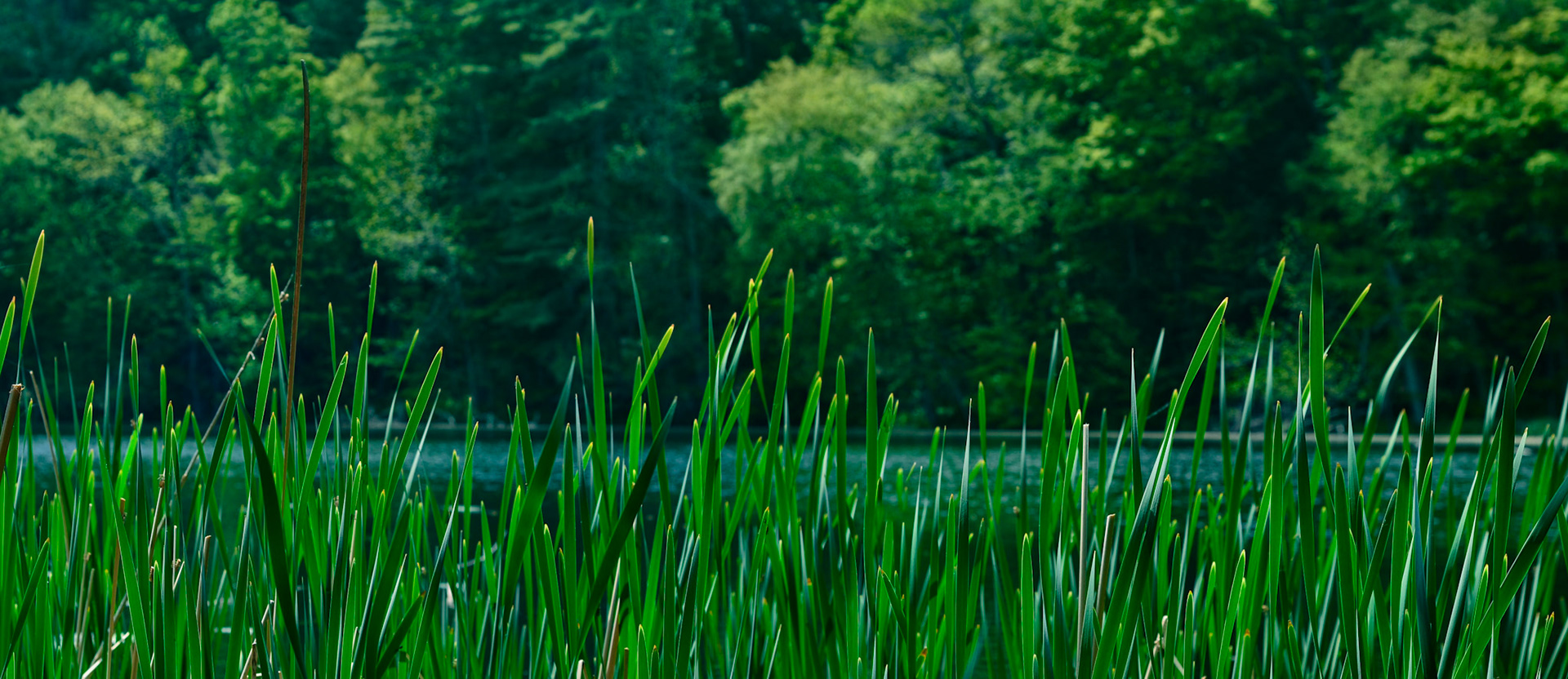 In the Weeds, Summer 2021.