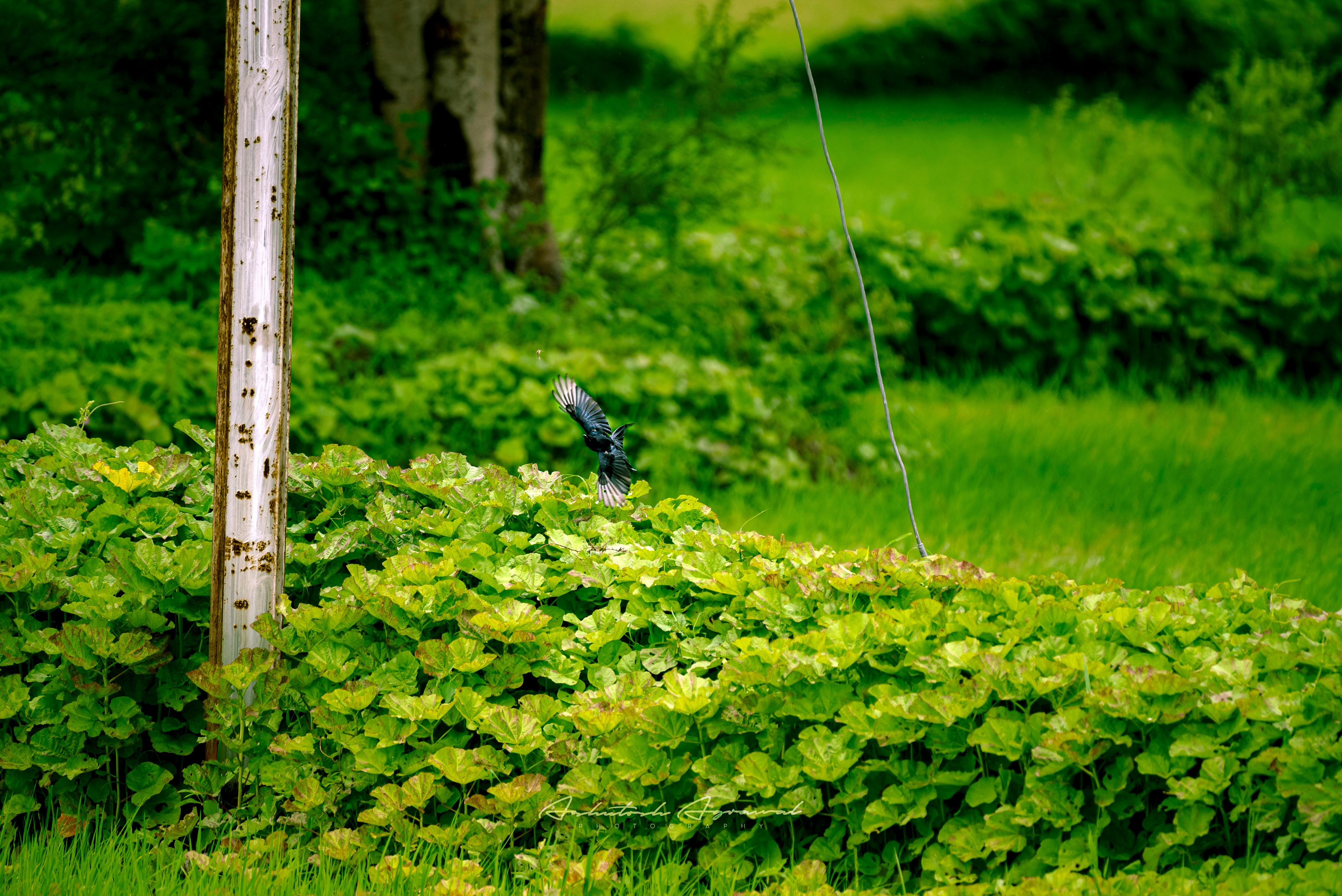 Chasing Lunch