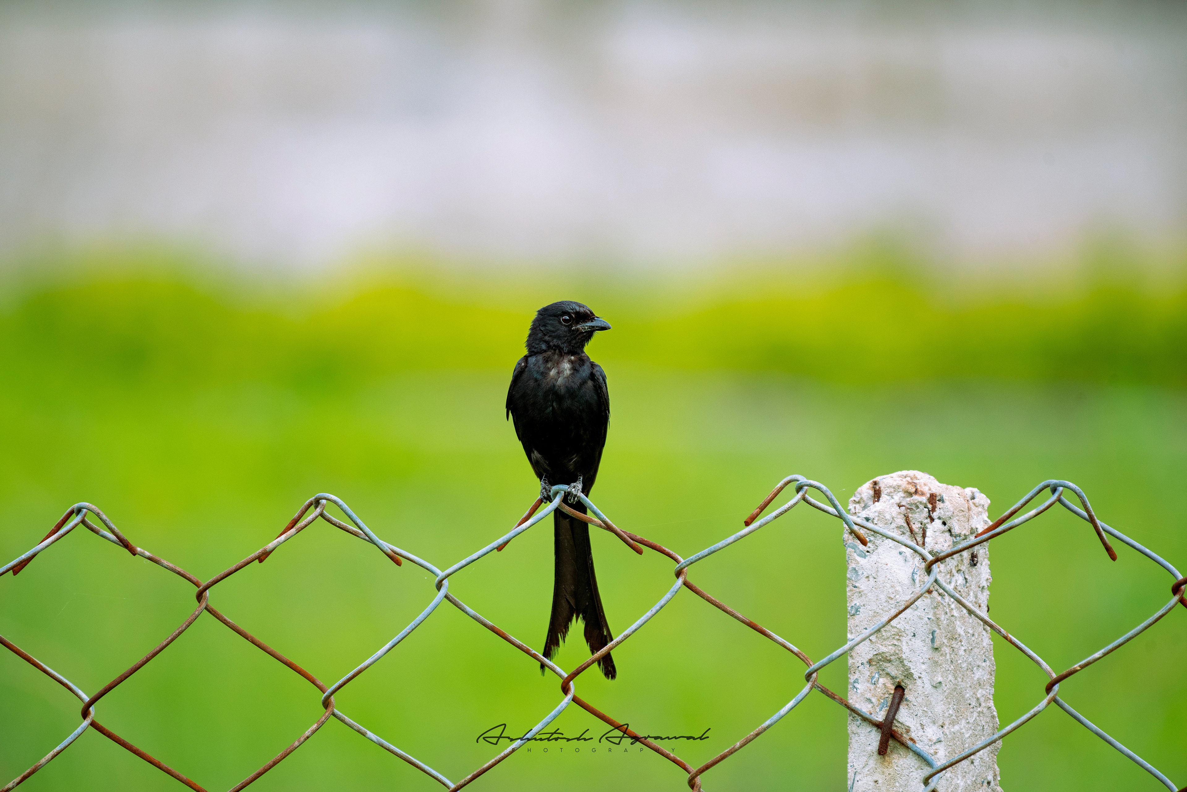 The Man In Black...2