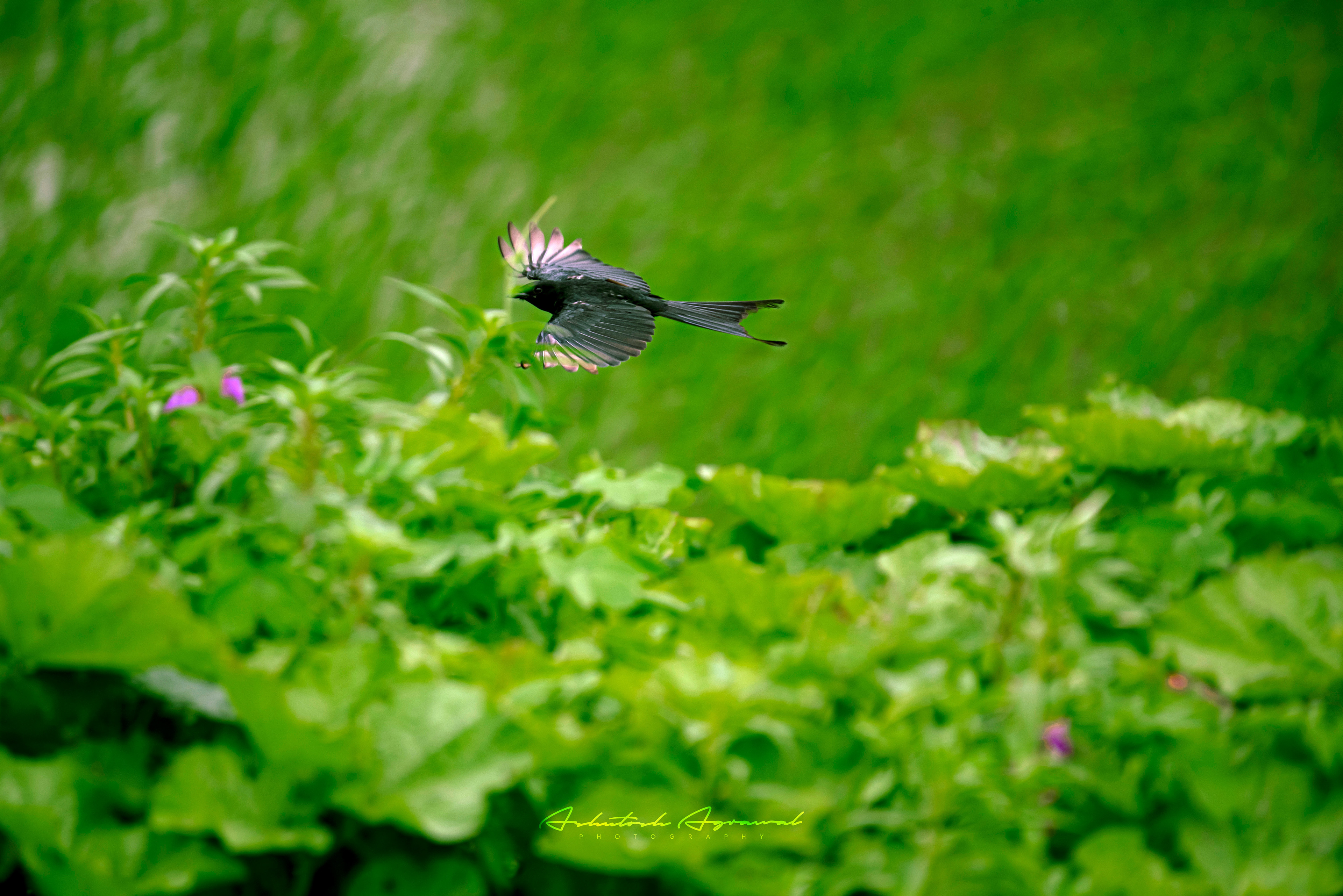 Once Upon A Flight