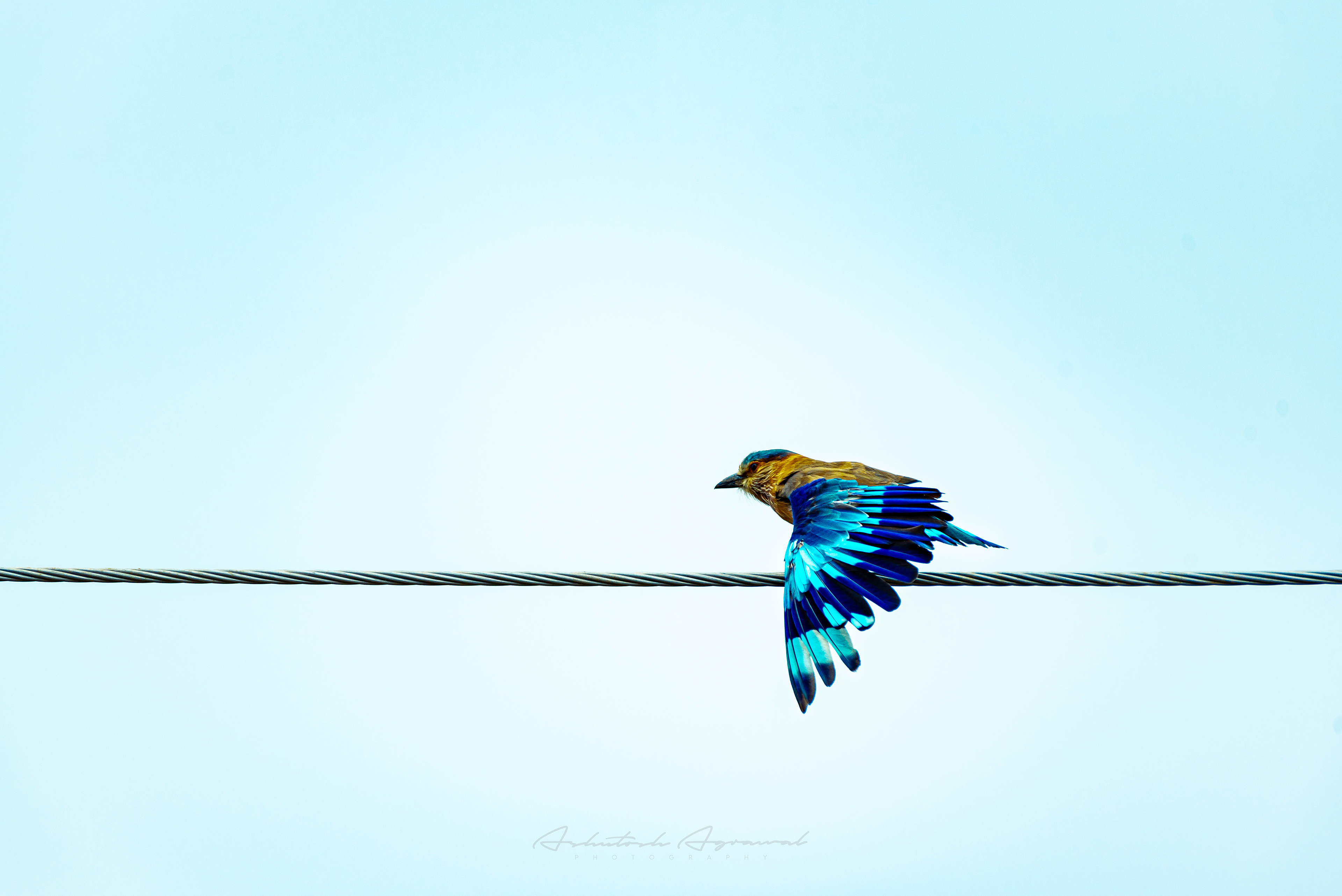Displaying with Grace