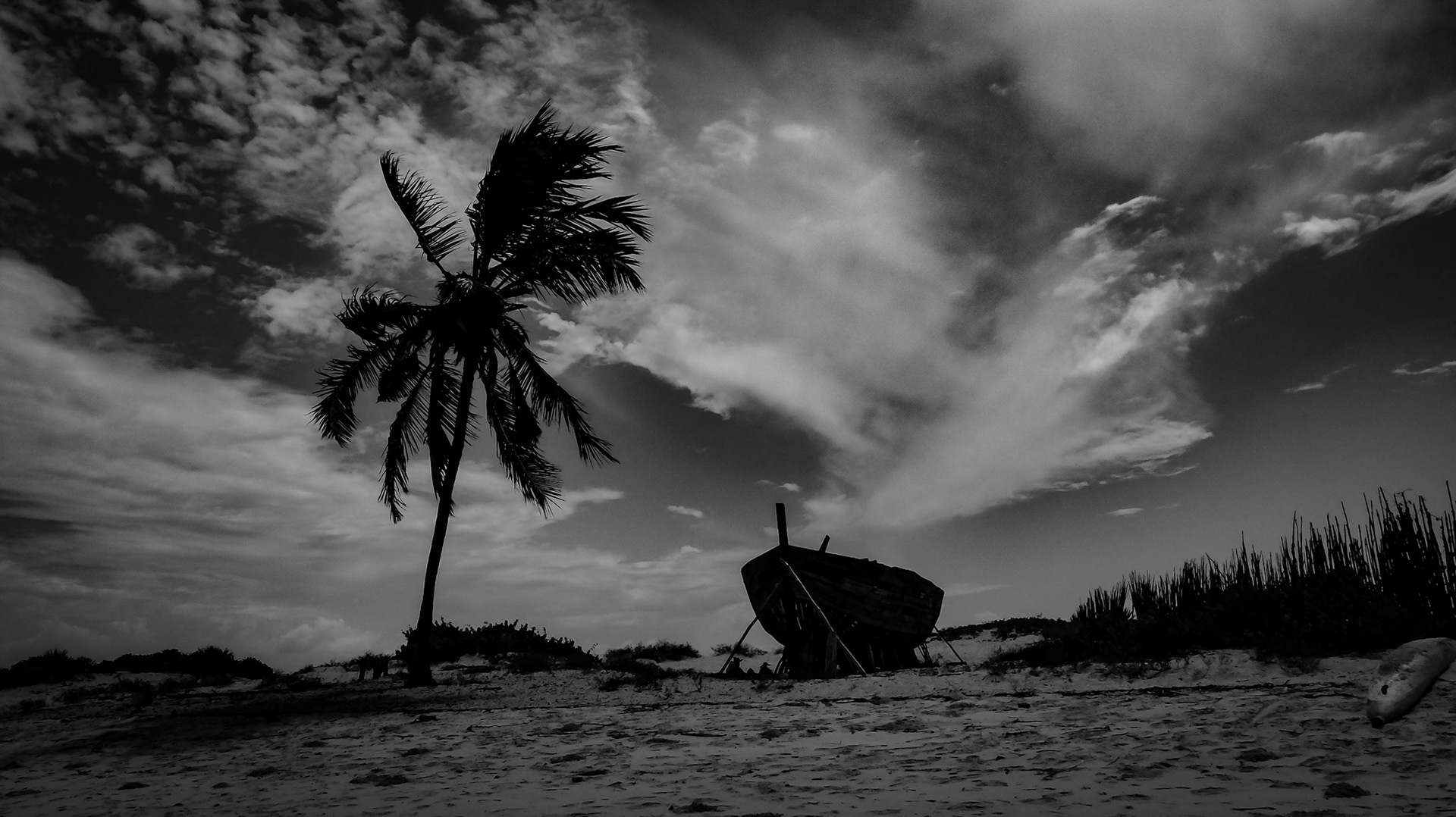BOAT AND COCONUT TREES