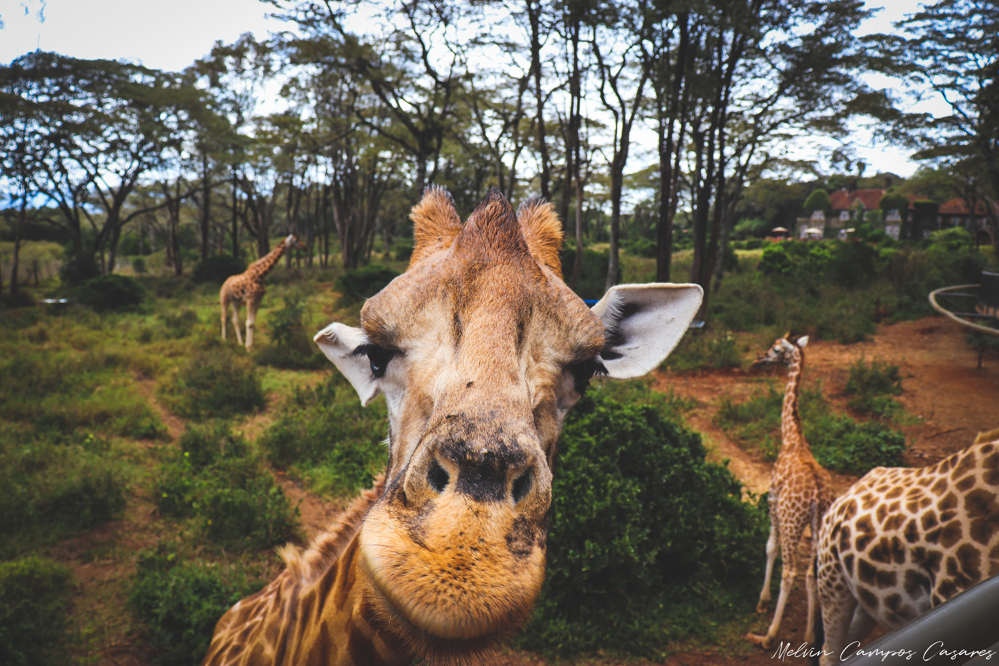 Giraffe Centre @ Nairobi