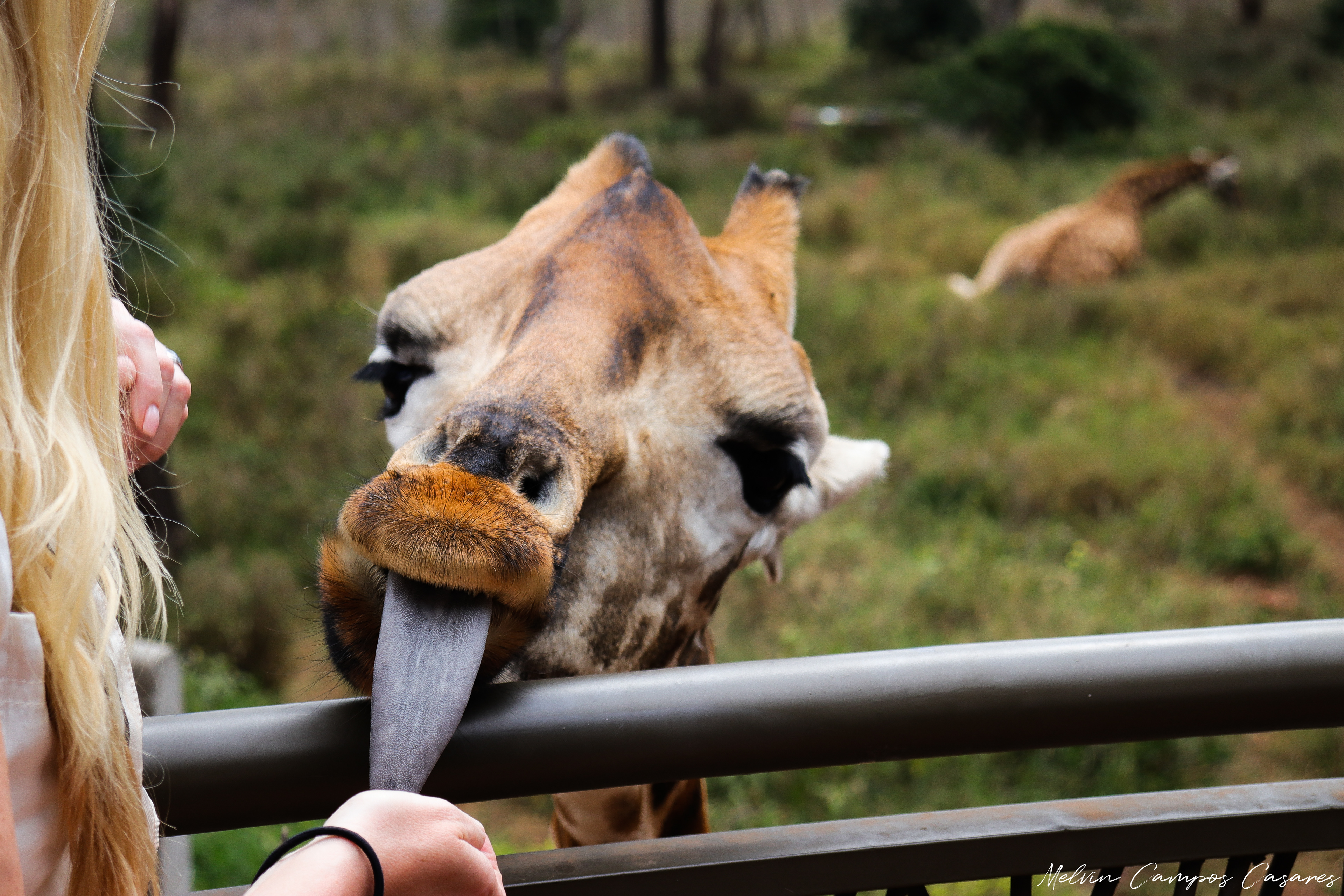 Giraffe Centre @ Nairobi