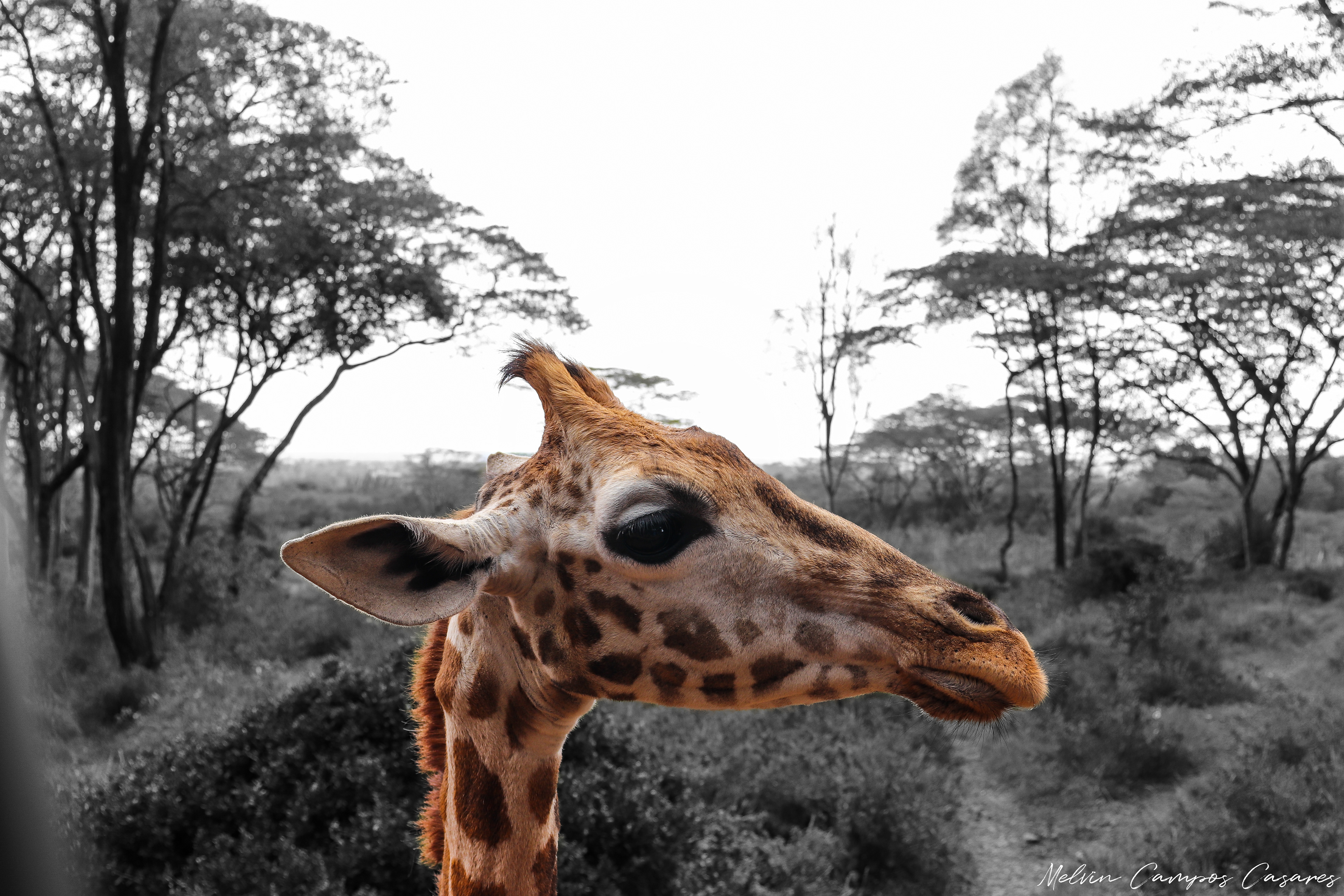Giraffe Centre @ Nairobi