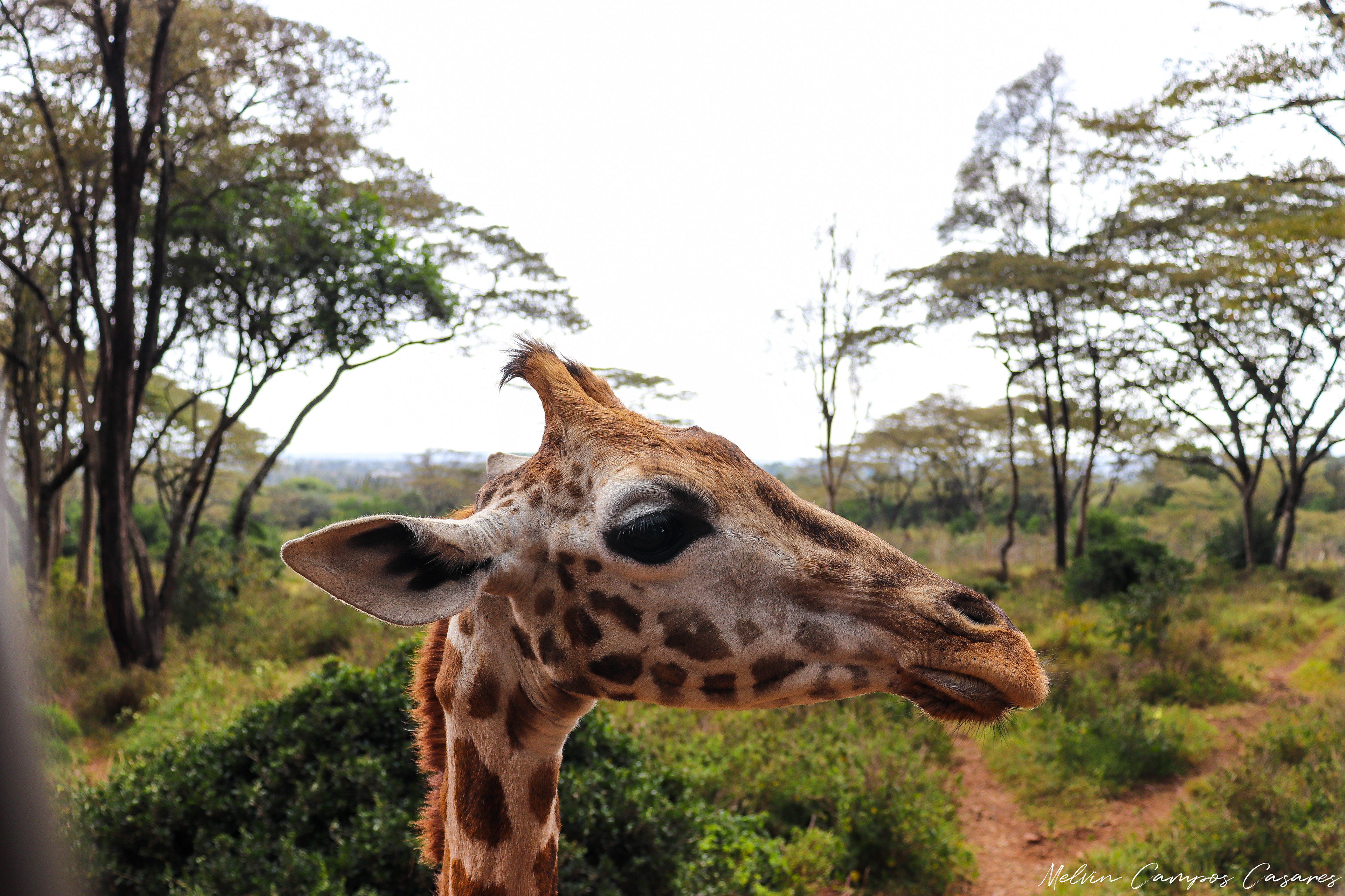 Giraffe Centre @ Nairobi