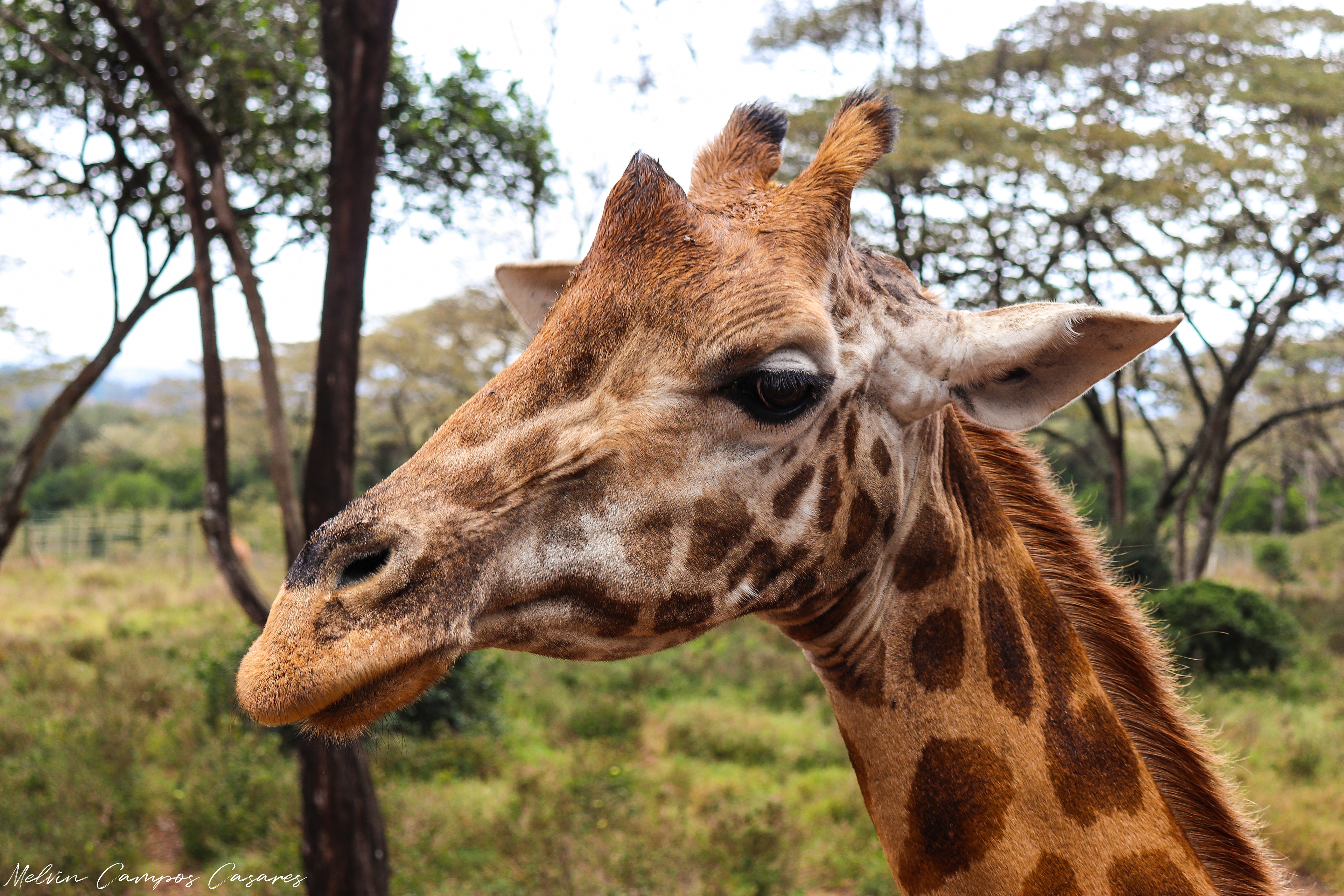 Giraffe Centre @ Nairobi