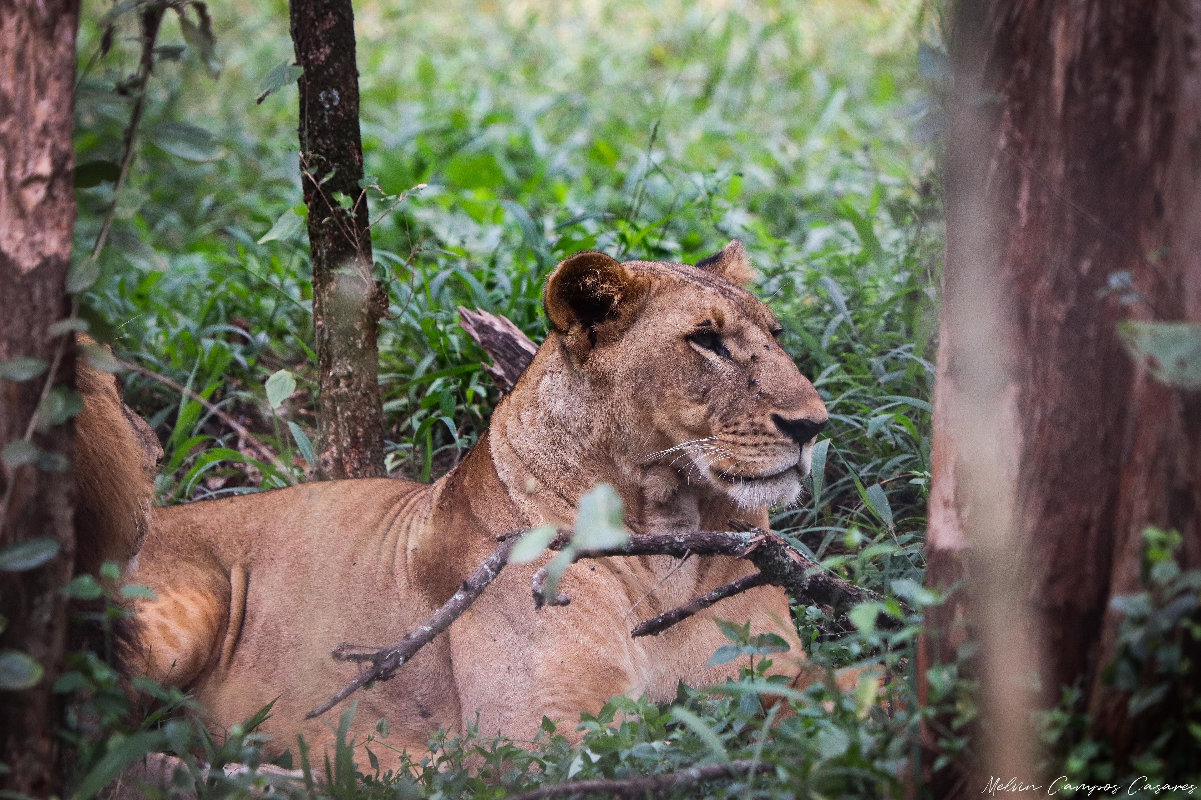 Nairobi National Park - inside the lion enclosure