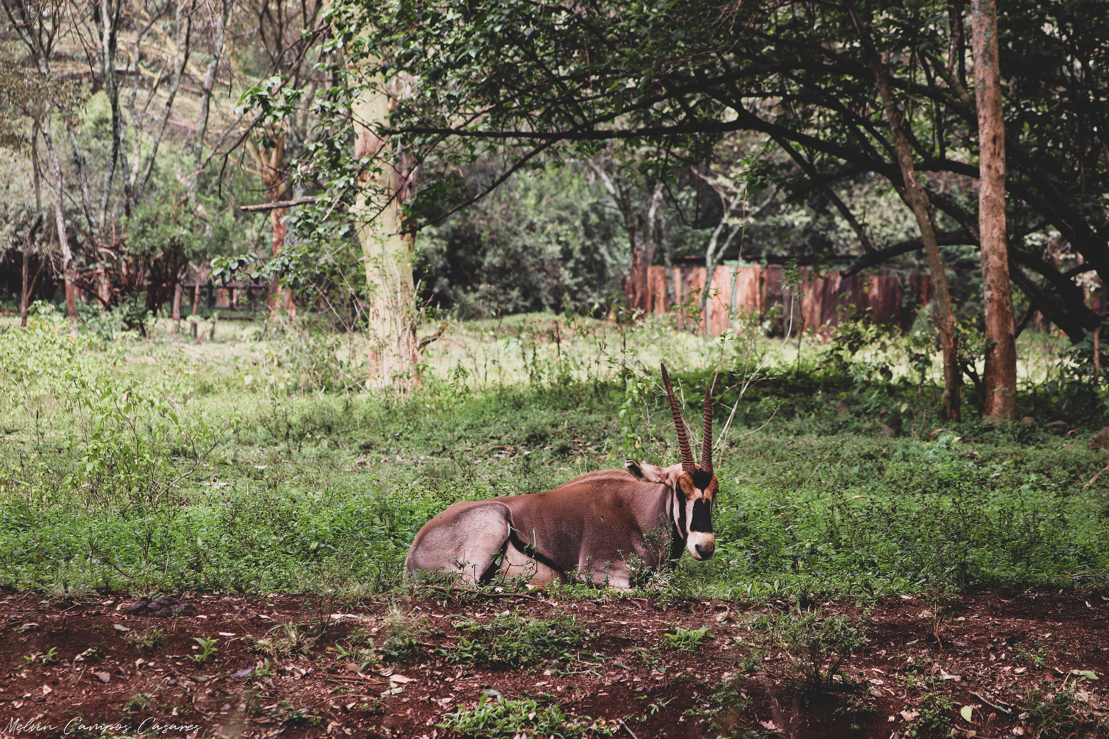 Nairobi National Park