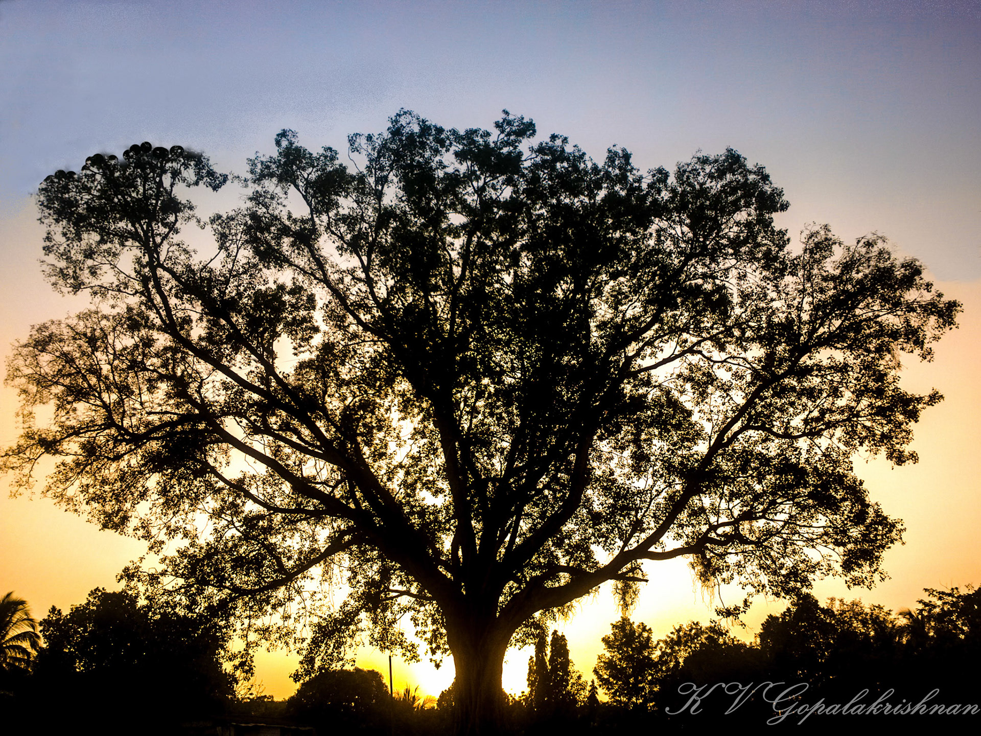 tree, silhoutte, sun, sunset, sky, evening, nokia 808, Nokia PV, Pureview, nature, landscape,